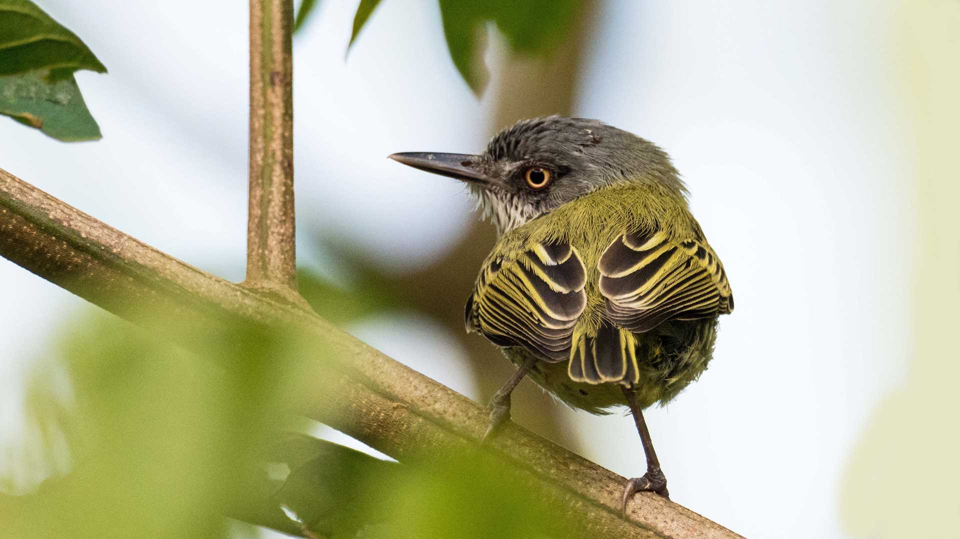 small brown bird with long bill