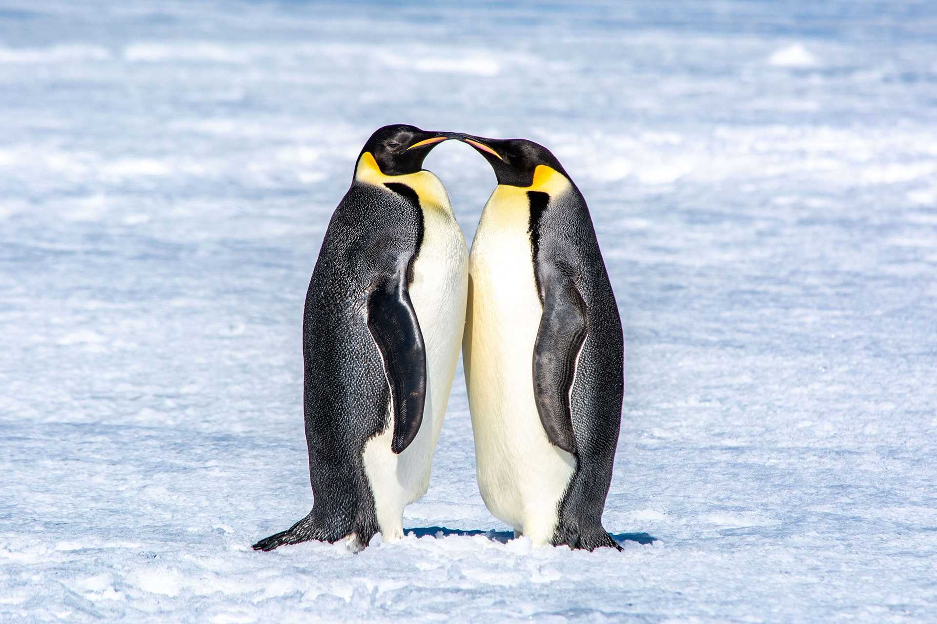 two emperor penguins facing each other