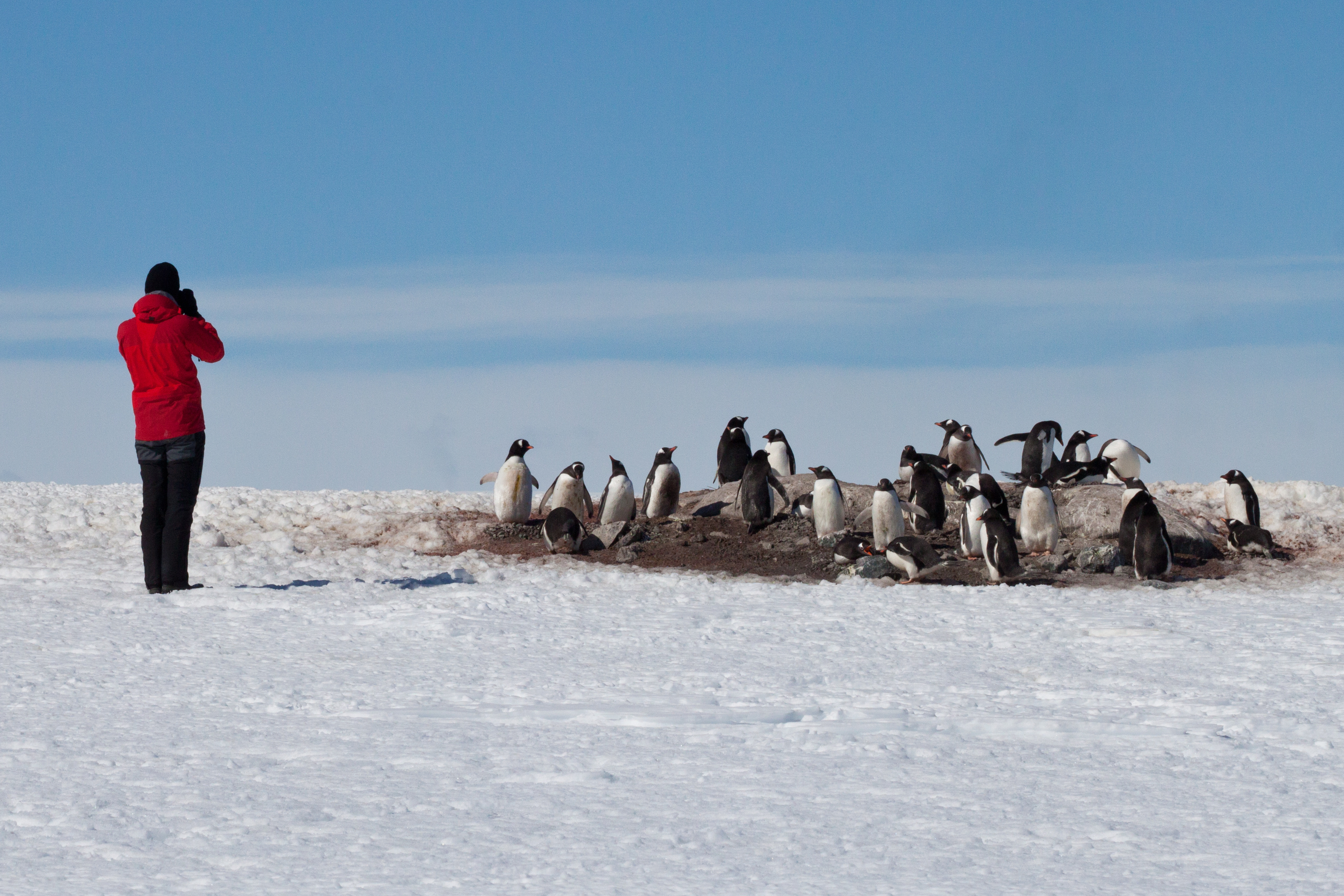 Tourist beim Fotografieren einer Gruppe Eselspinguine