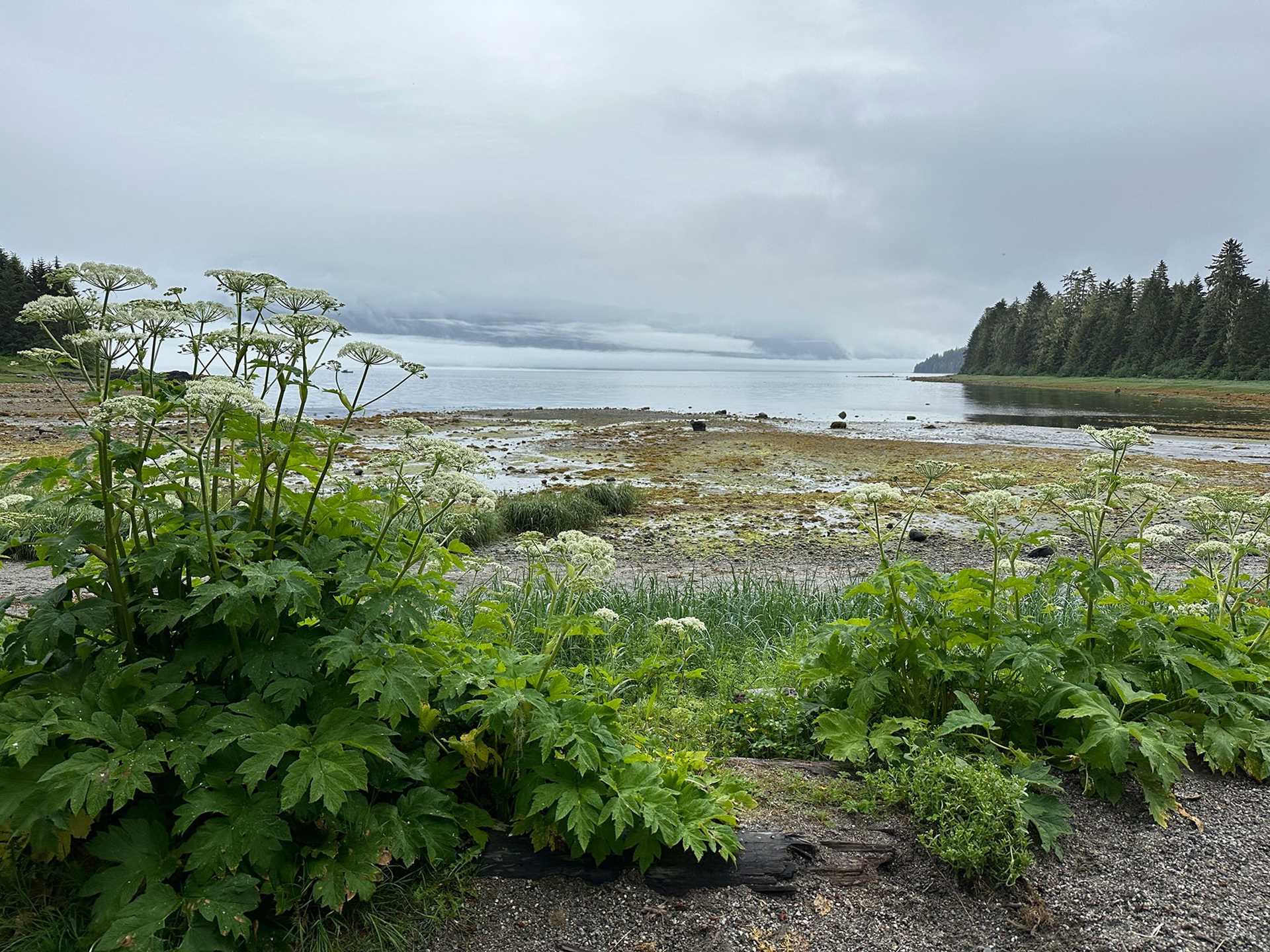 a beach covered in greenery in Petersburg, Alaska