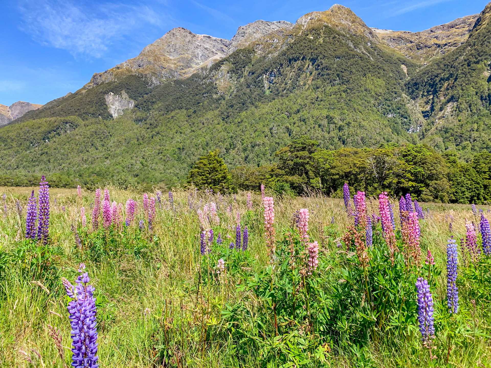 NZ_FiordlandNatPRK-iStock-1415831399.jpg