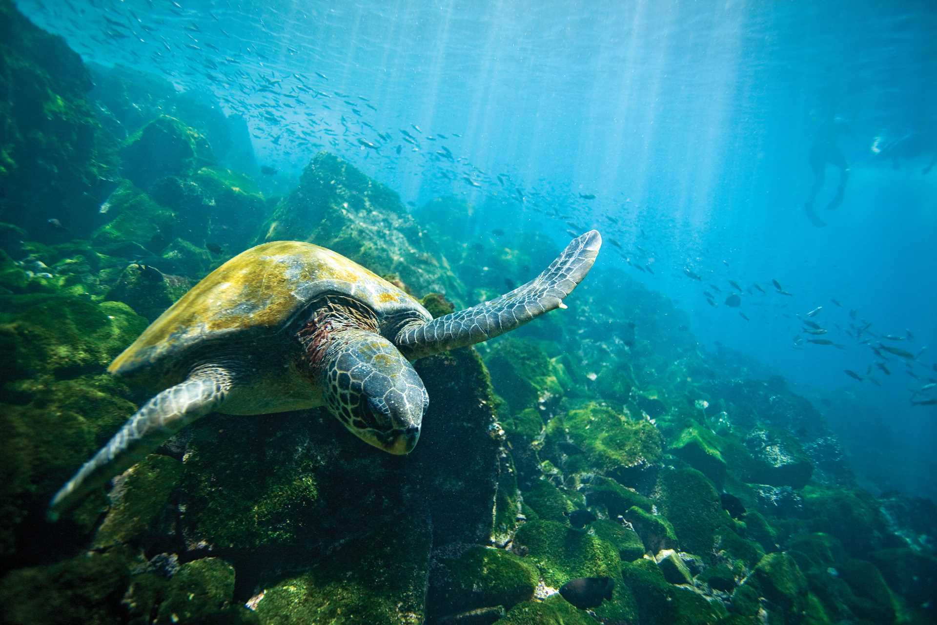 Green sea turtle swimming off Isabela Island, Galápagos