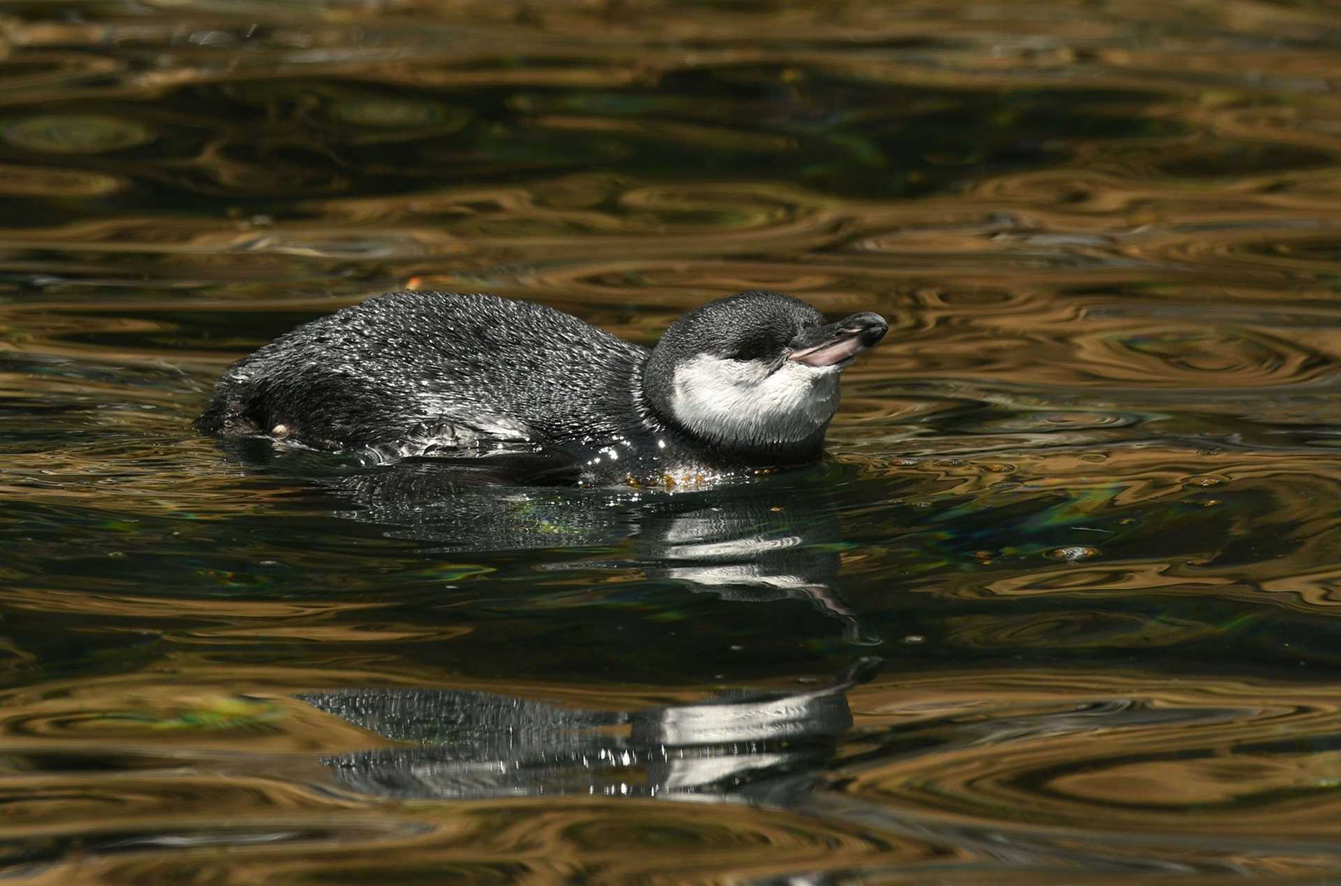 galapagos penguin