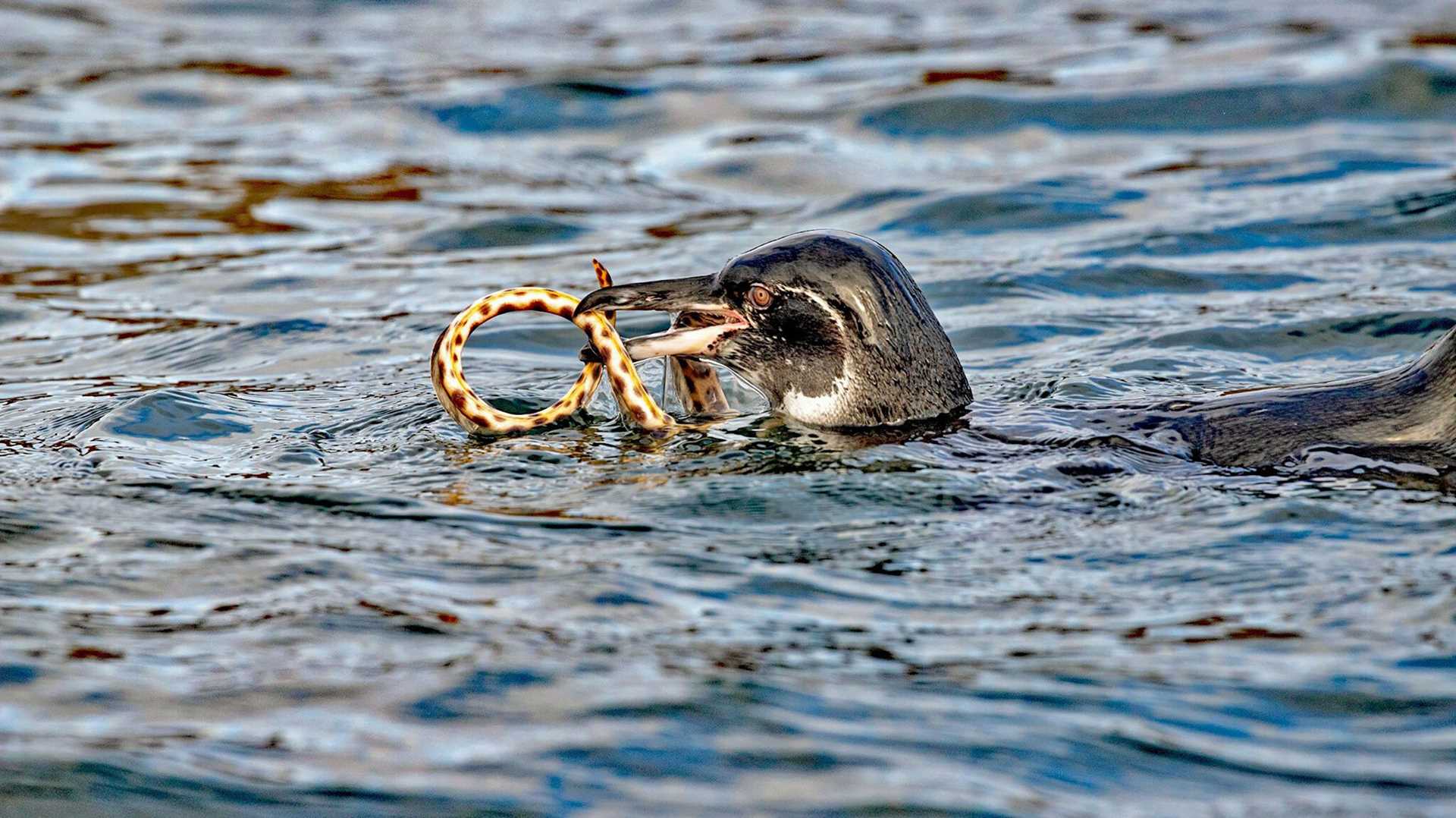 penguin eating an eel