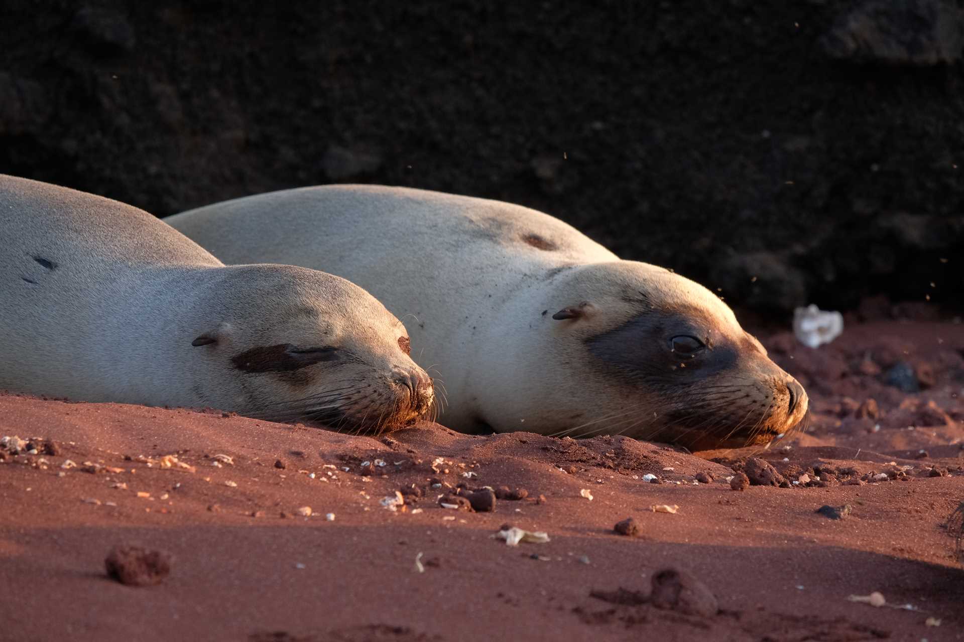 Two Galápagos sea lions rest on a red sand beach in Rabida Island.