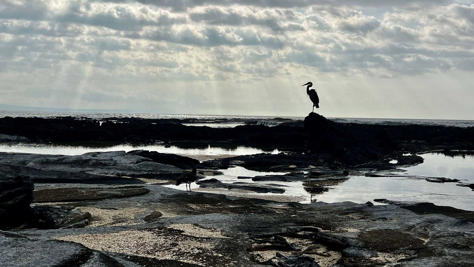 a heron at sunset