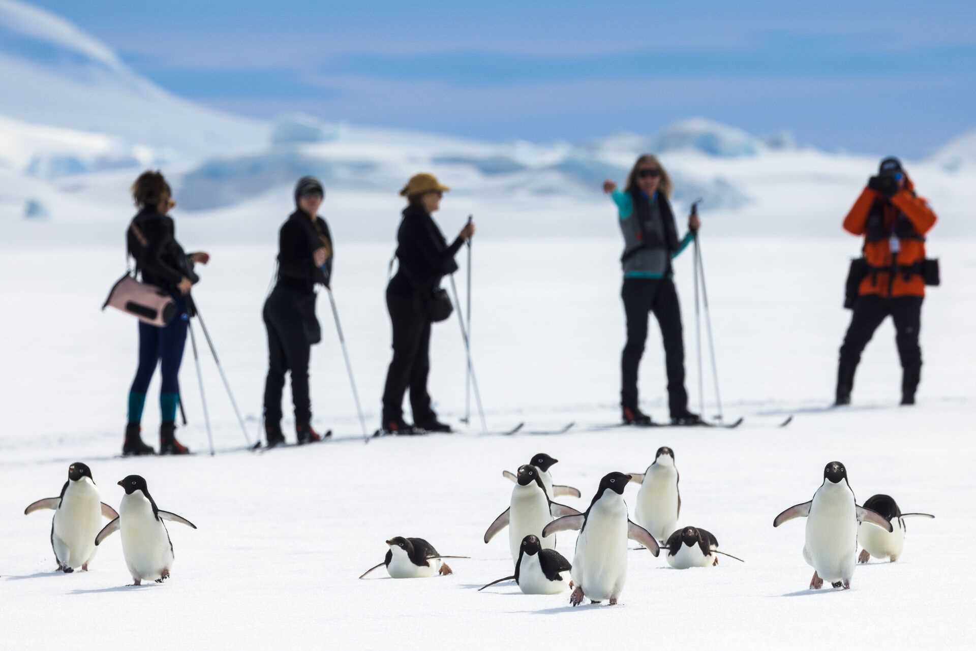 five people in the background; a number of penguins in the foreground