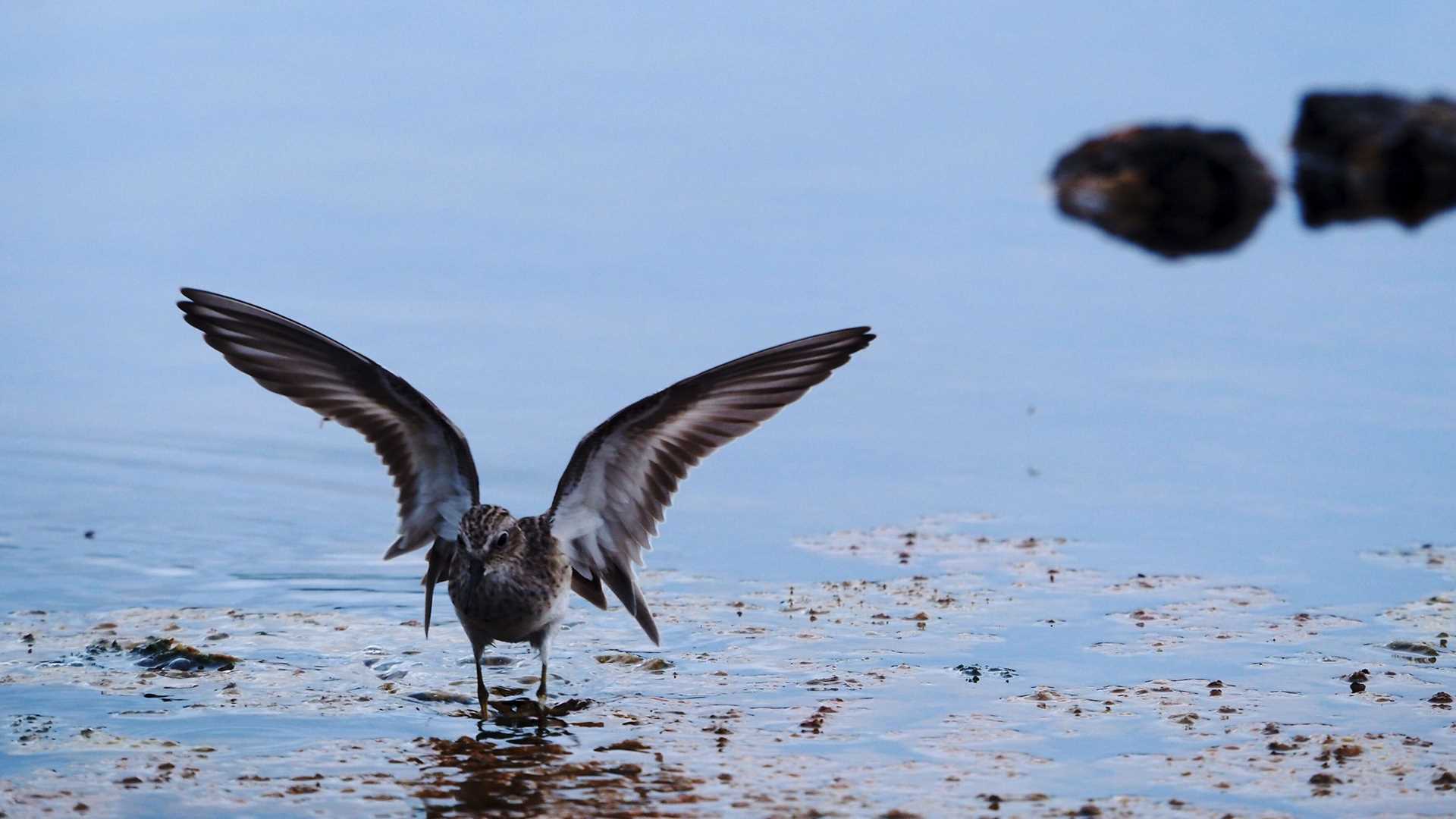 a bird stands on a beach and flaps its wings