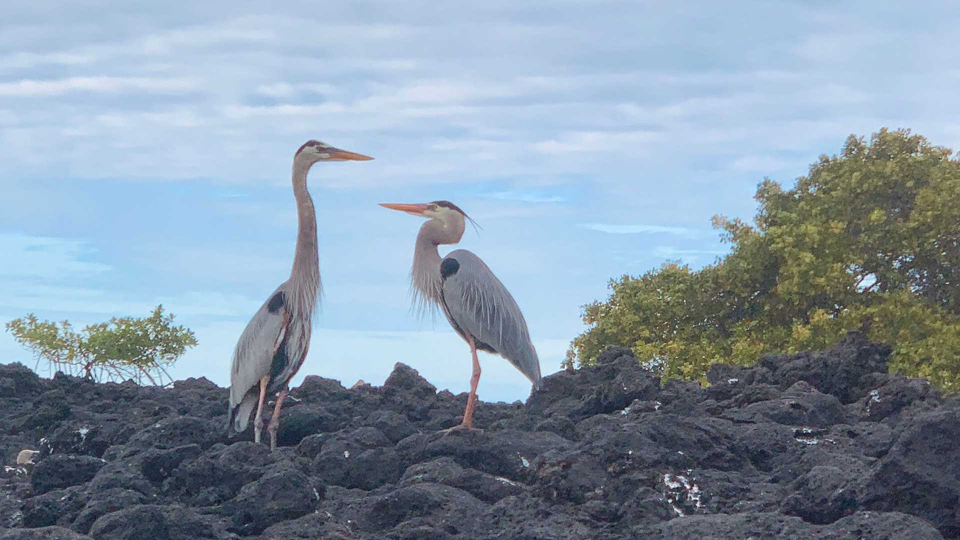 two great blue herons