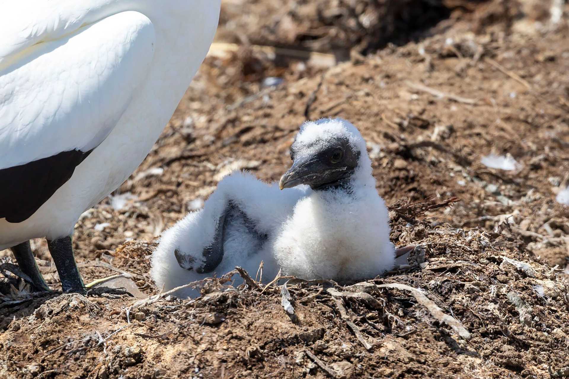 fuzzy gray gannet chick