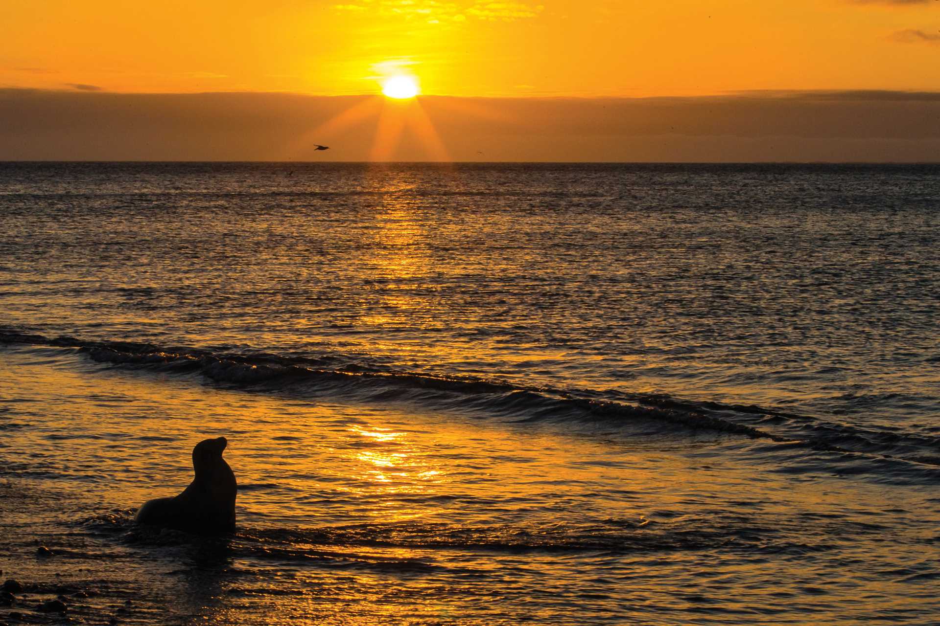 A sea lion basks in the sunset light on Rabida Island, Galápagos.