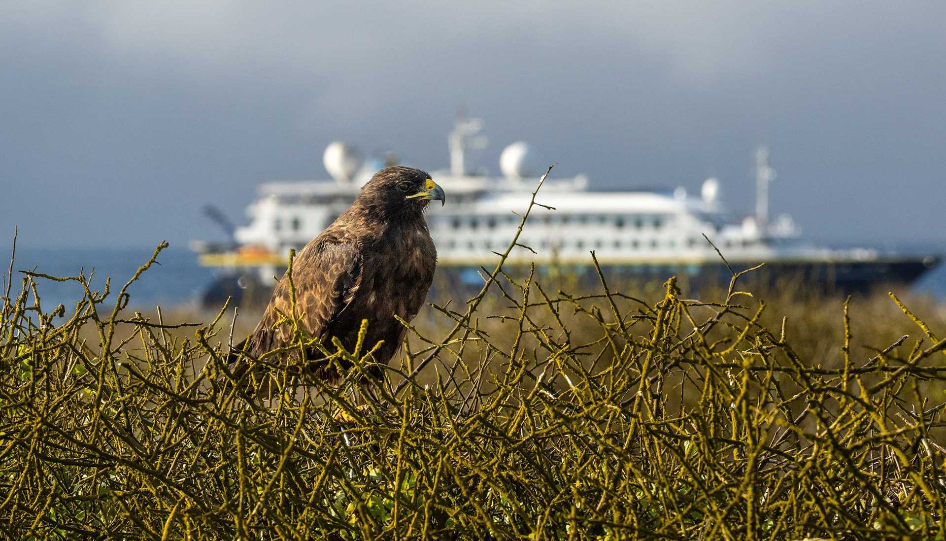 Galapagos hawk