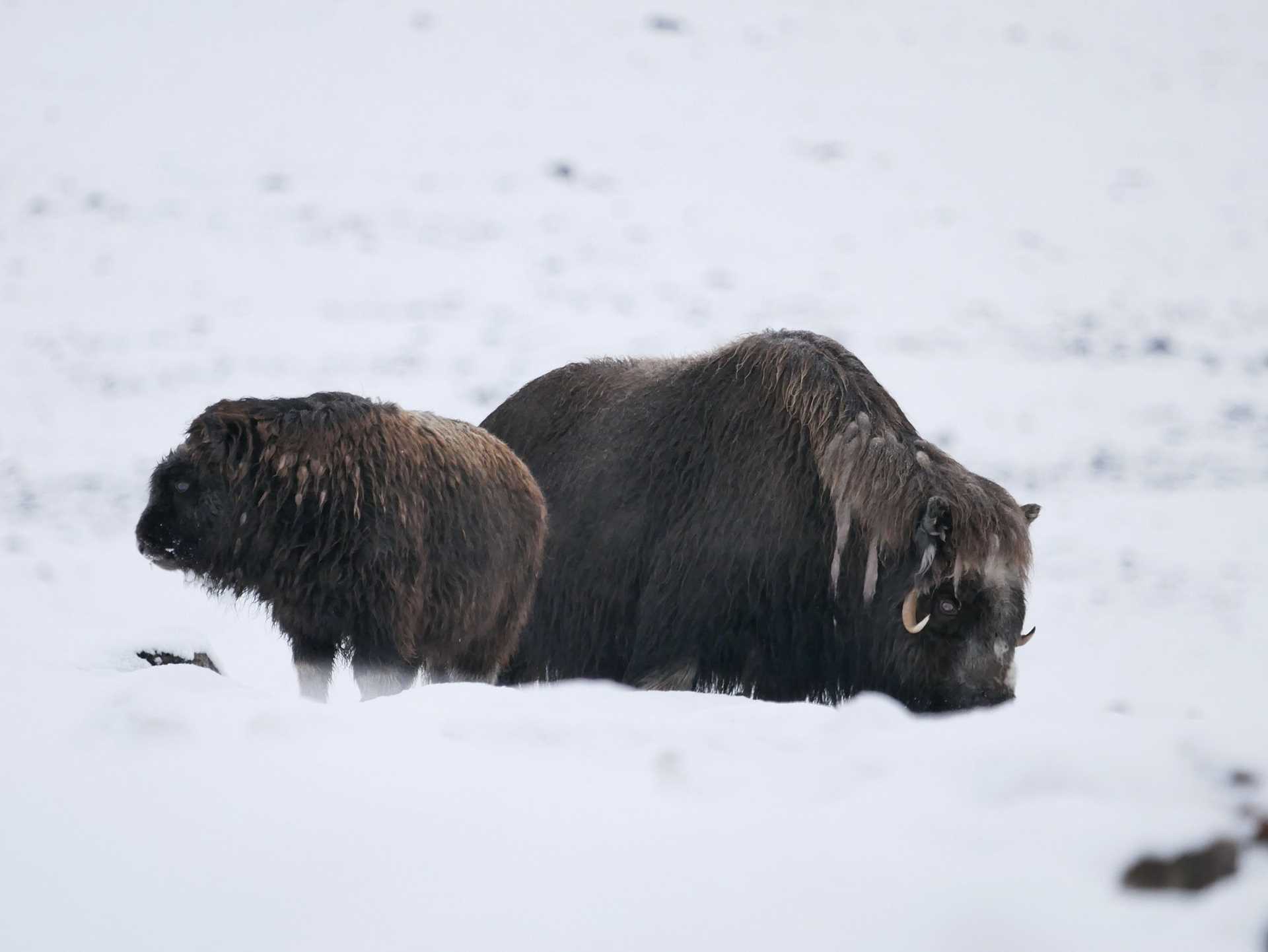 musk ox mother and calf