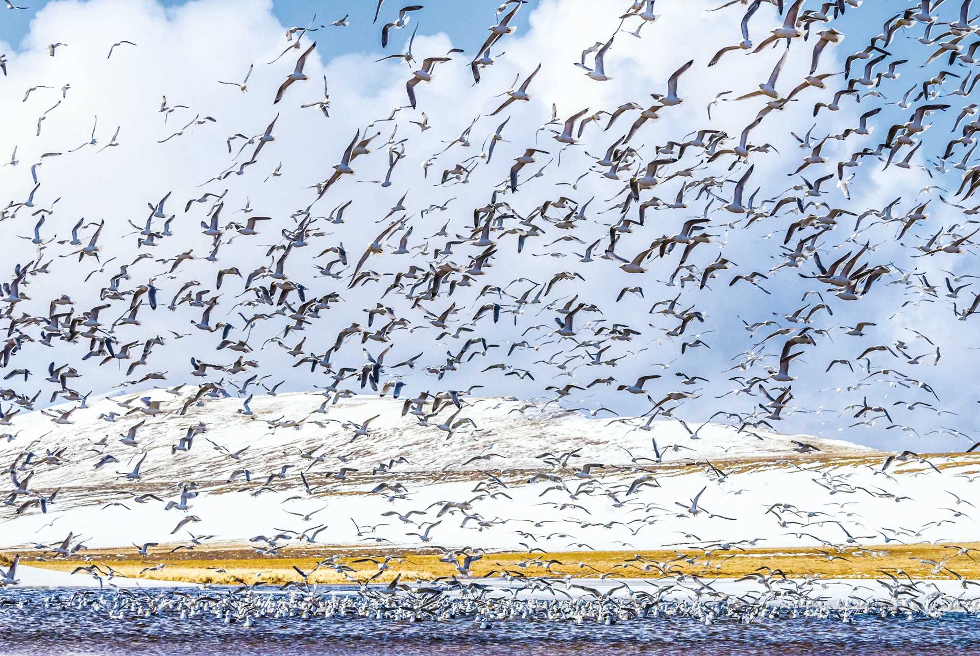 Red- and black-legged kittiwake fly from the shores of Alaska