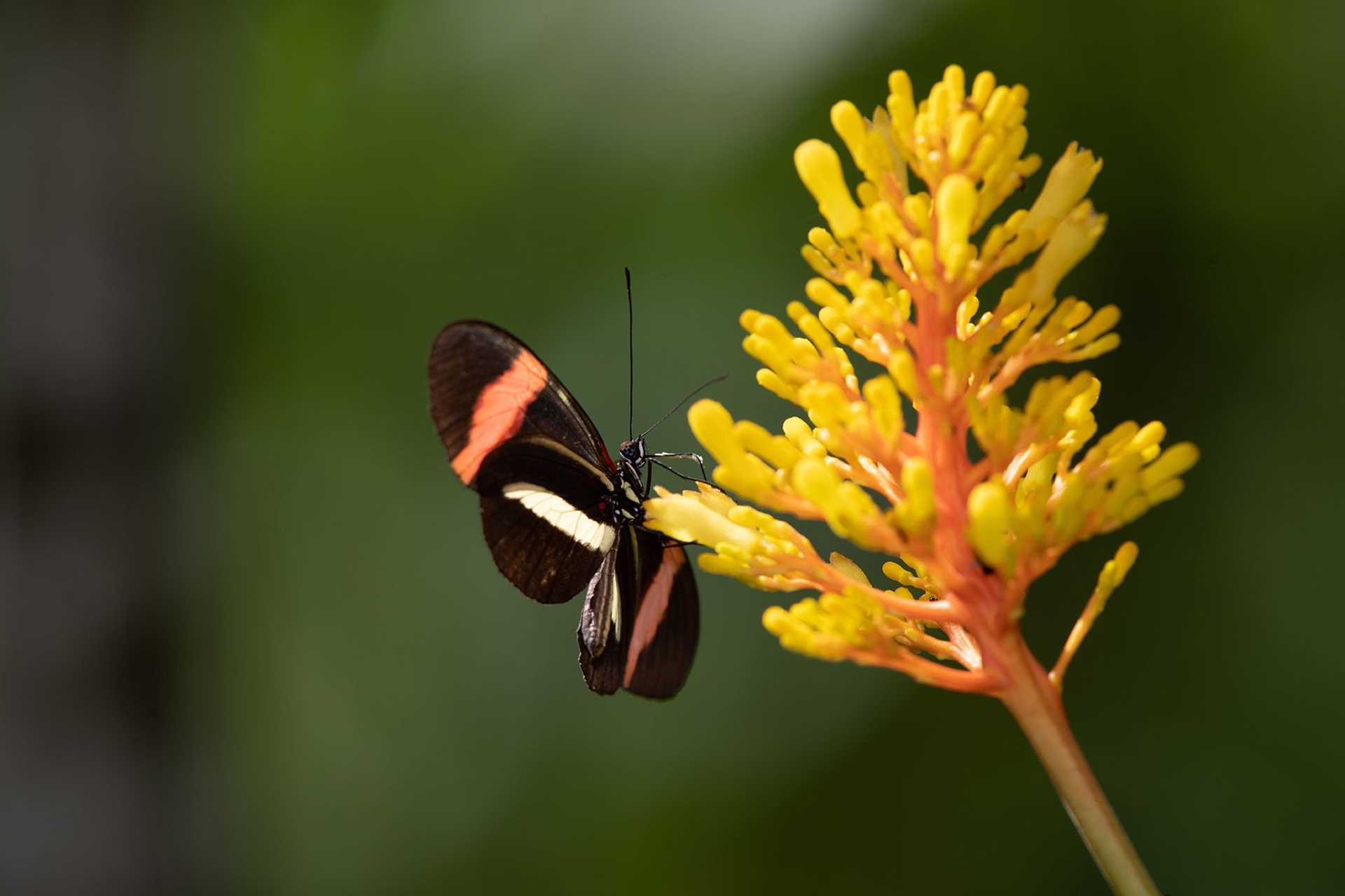 black butterfly on yellow flowers