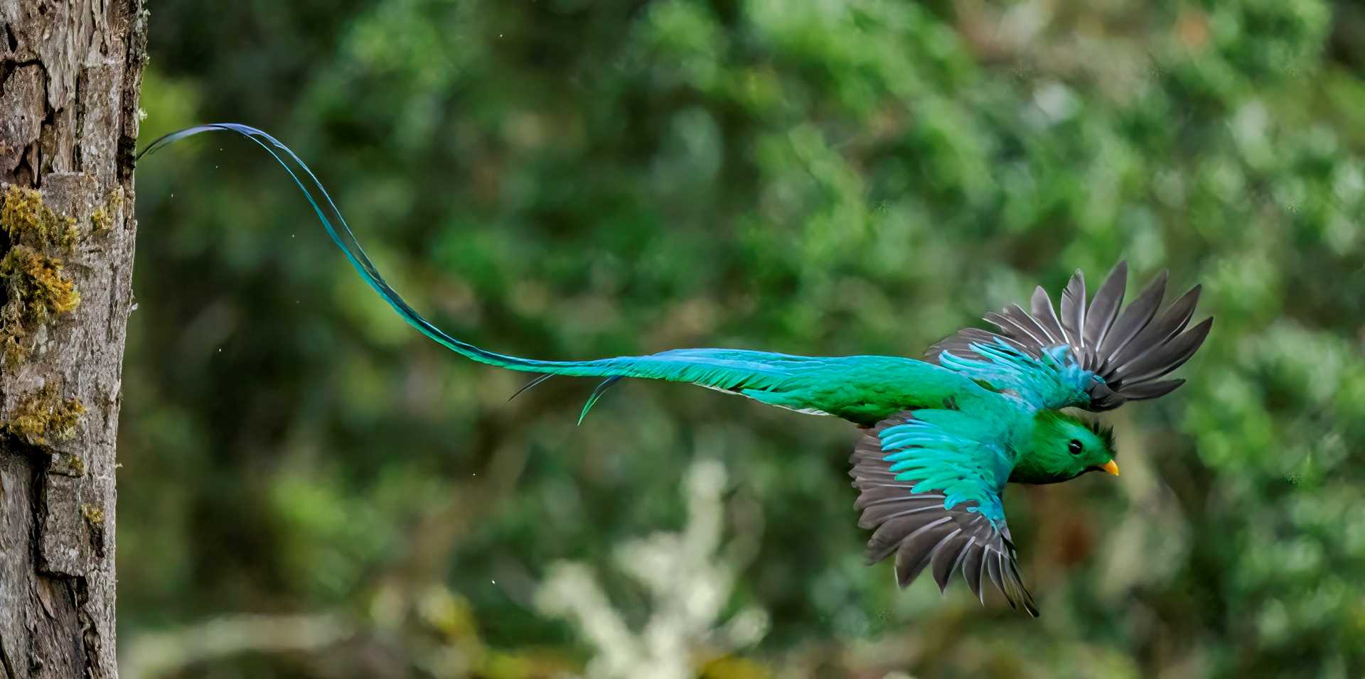A male Resplendent Quetzal flies through the treetops in the Monteverde Cloud Forest.