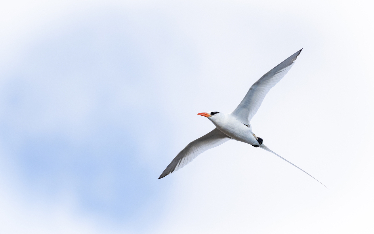 tropicbird.JPG