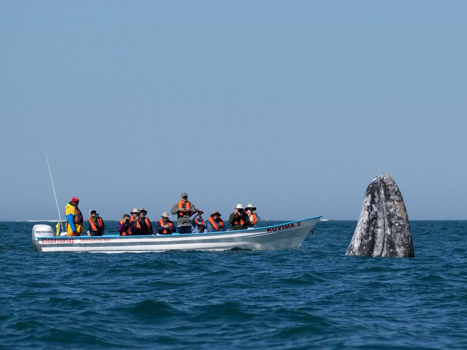 gray whale