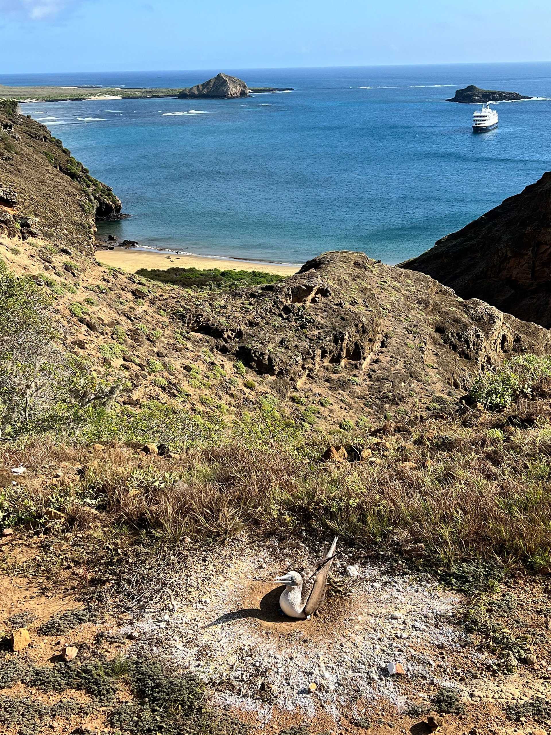 blue-footed booby nest