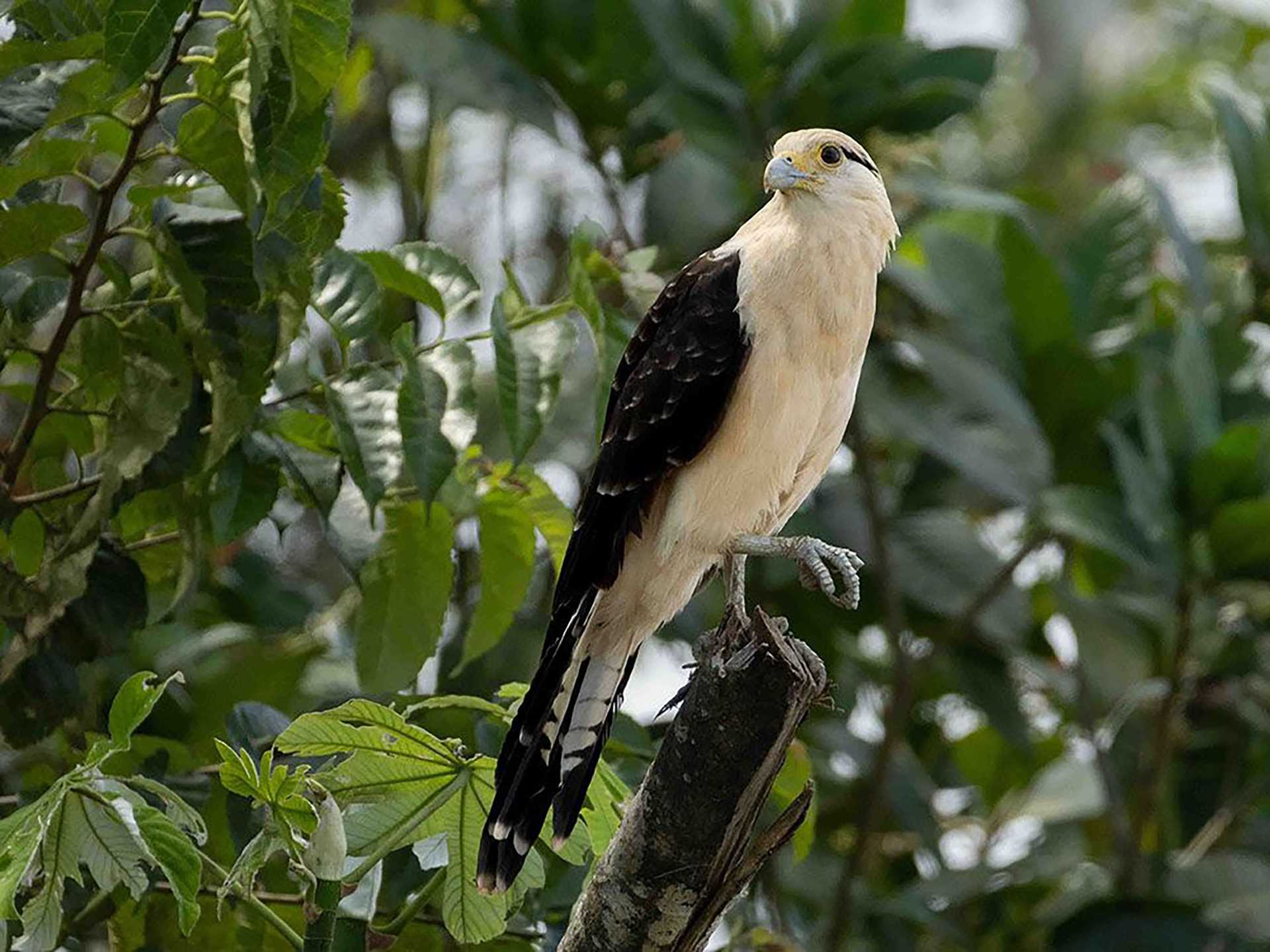 yellow-headed caracara