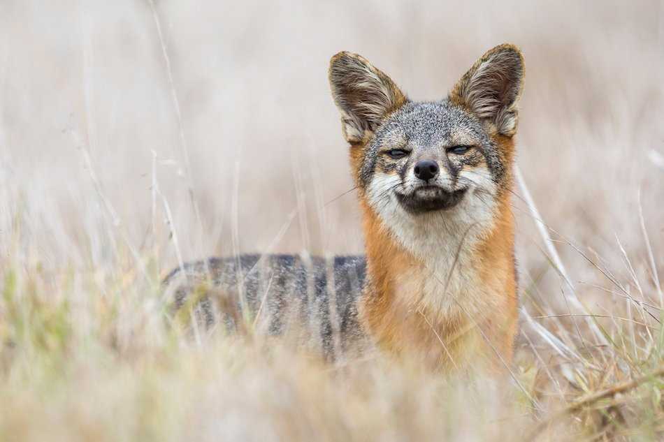 Channel Islands Fox in a field.jpg