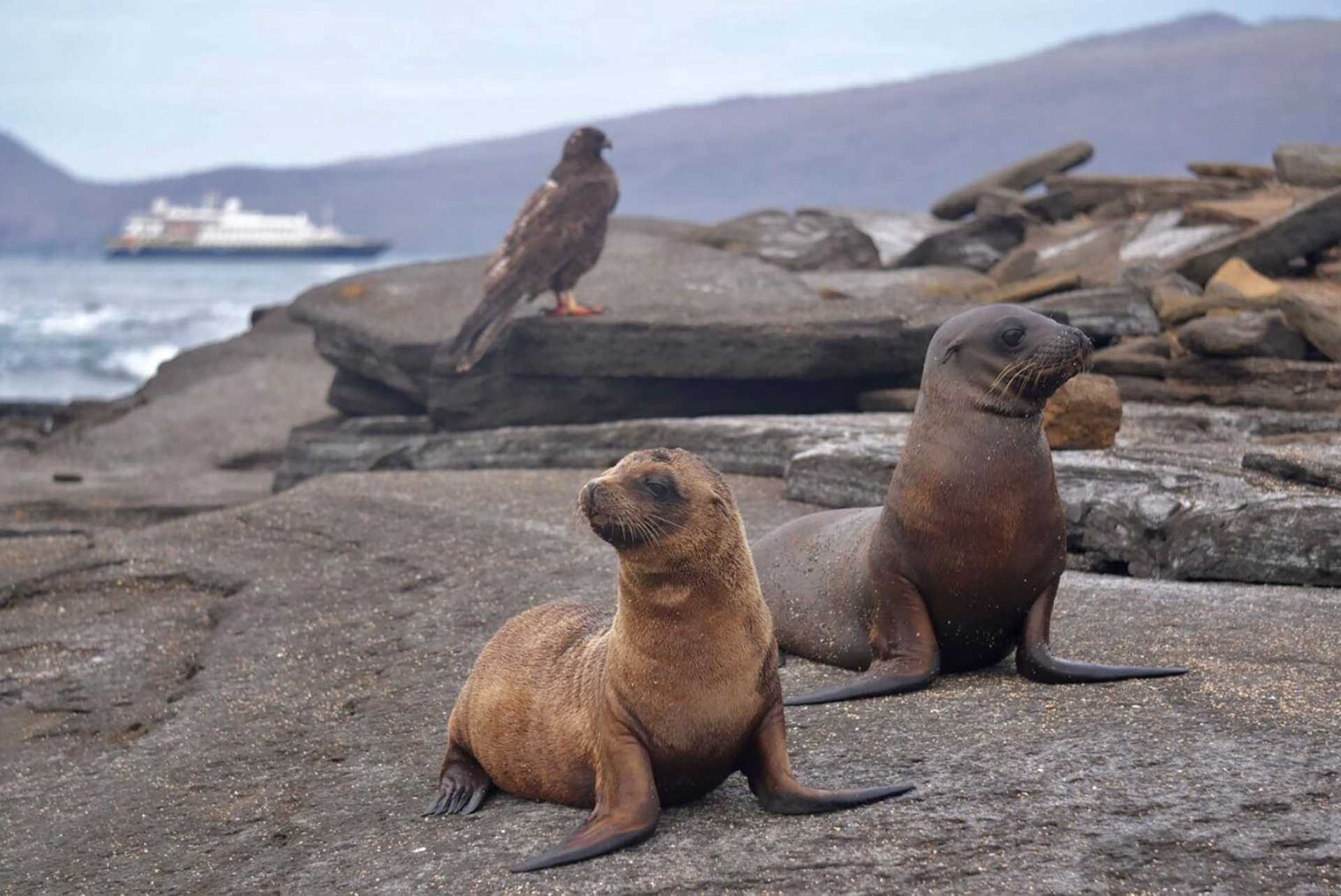 two sea lion pups and a hawk