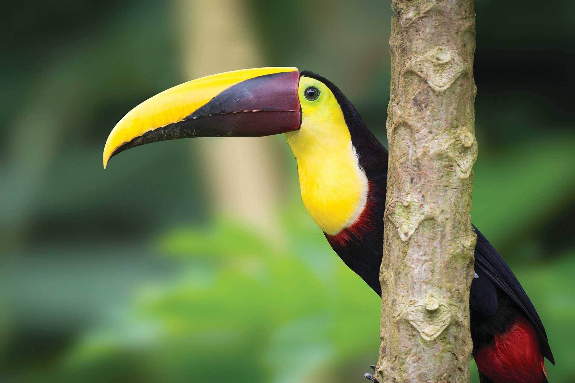 Toucan in a tree.