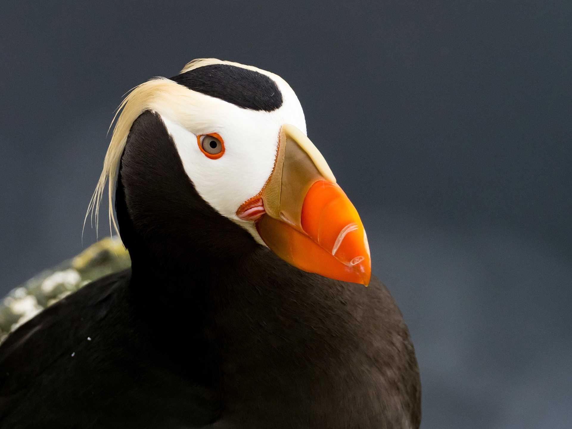 Large RGB-LEX-US Alaska Pribilof Islands AK795.jpg