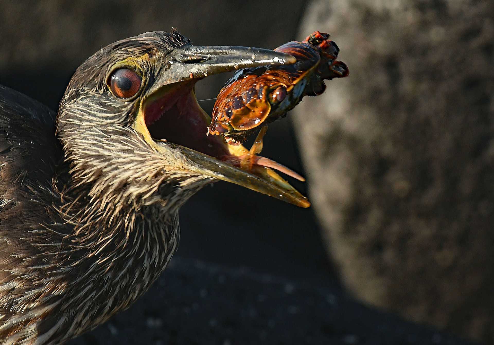 heron eating a crab