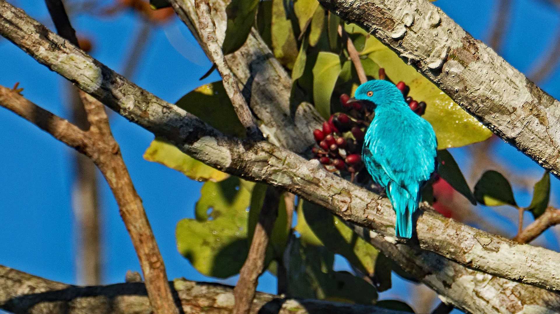 bright blue bird