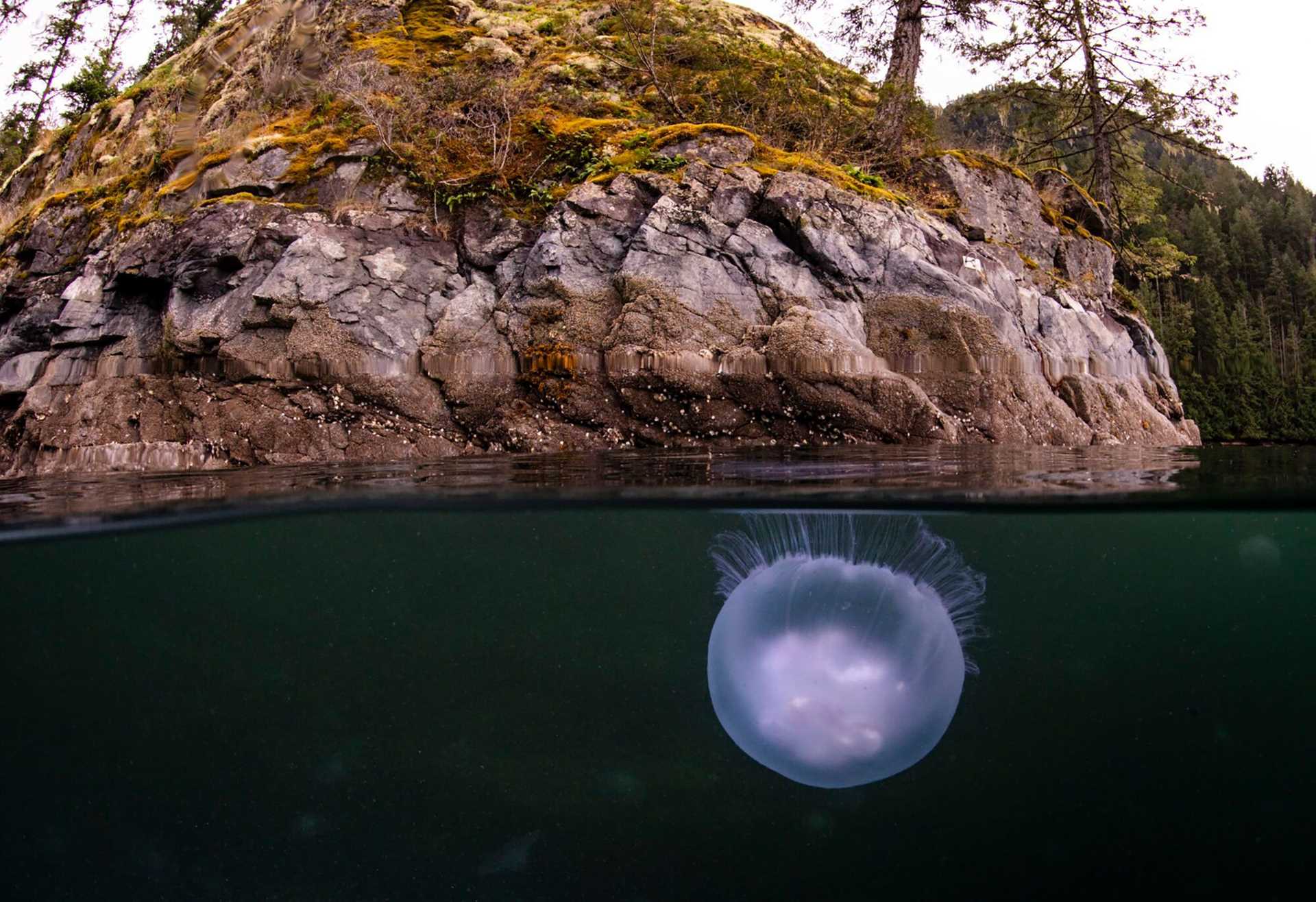 moon jellyfish