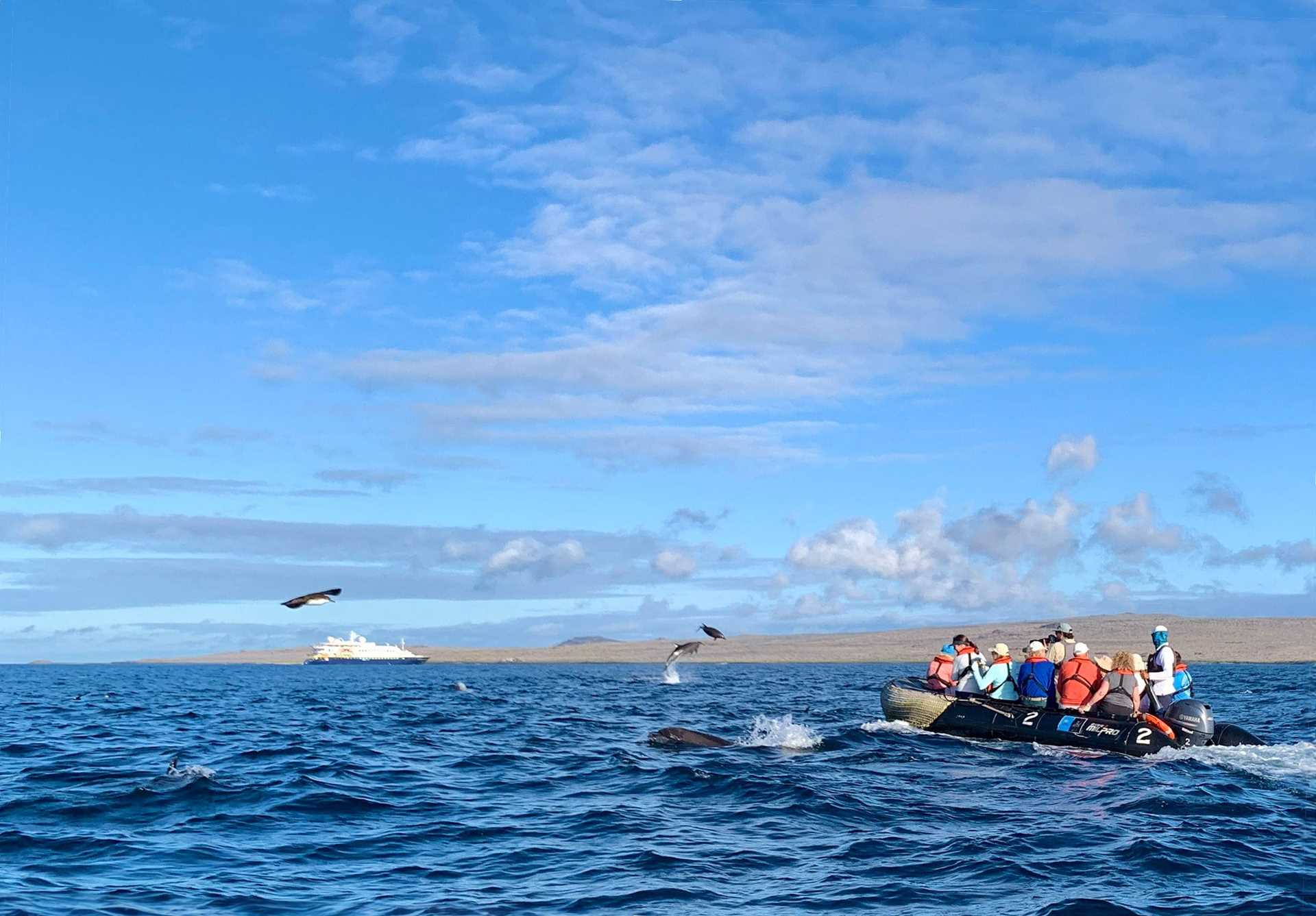 zodiac craft with dolphins leaping in the distance