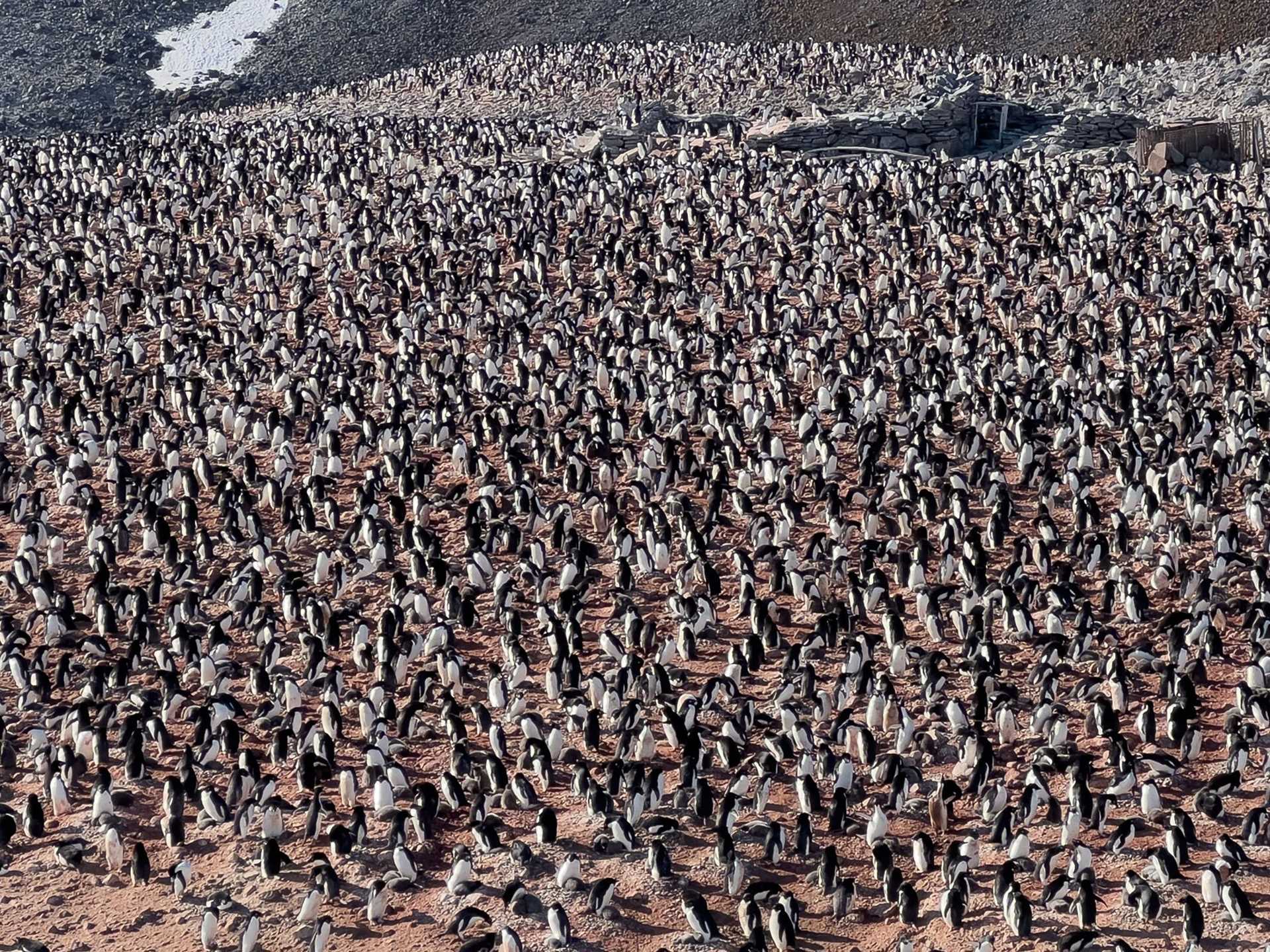 thousands of adelie penguins