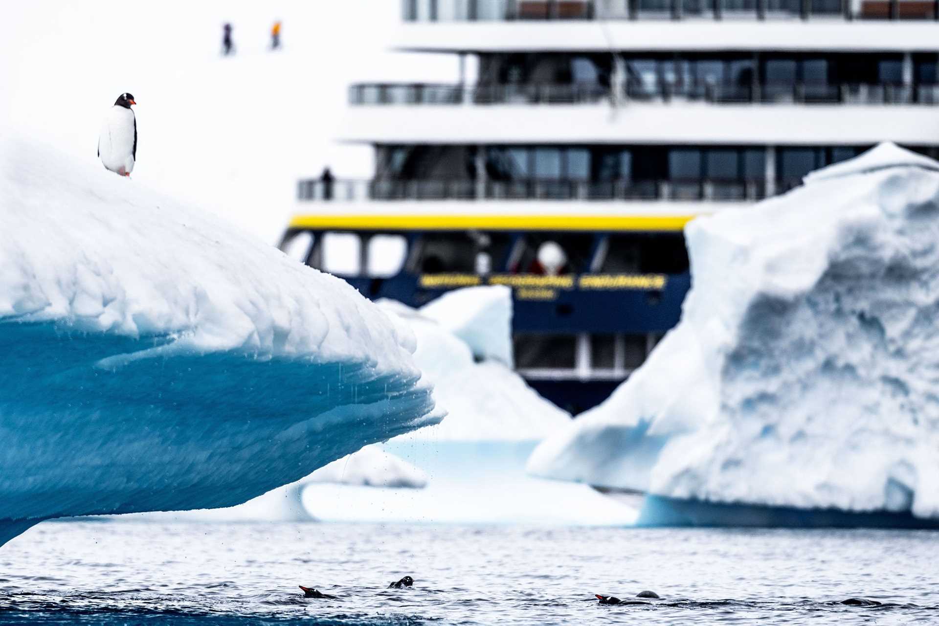 a gentoo penguin stands on an iceberg with a ship visible behind it