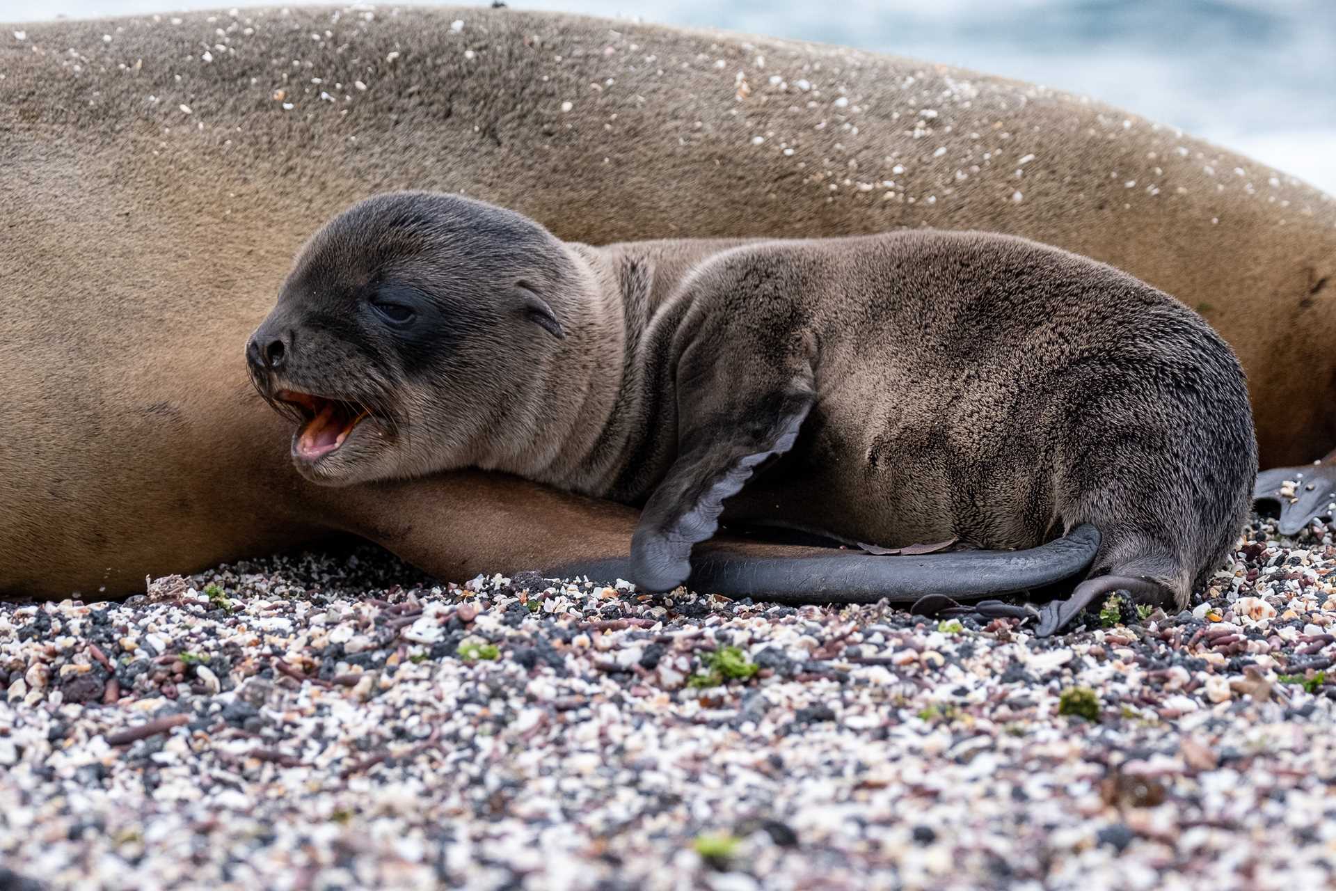 Baby fur seal laying on the shore in Galápagos.