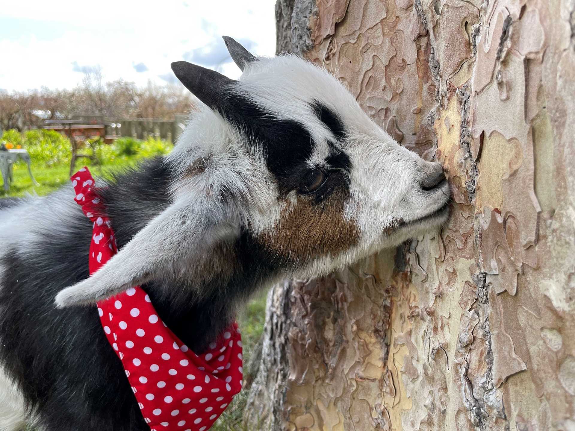 goat in a red bandana eating tree bark