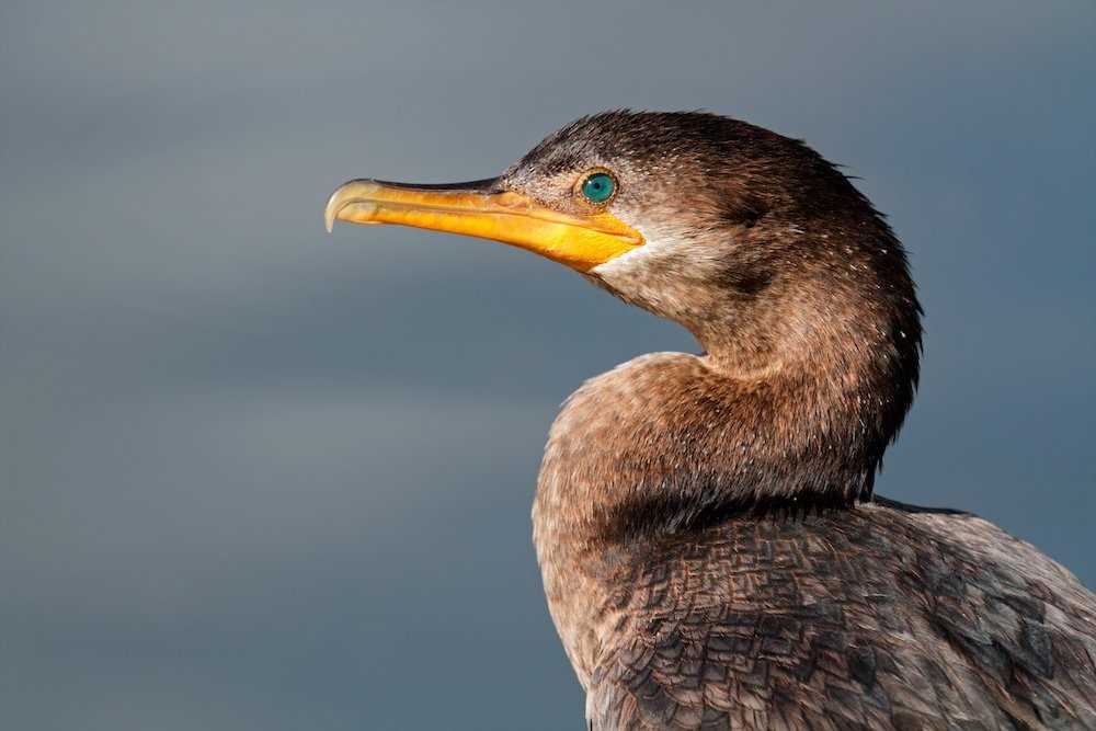 Neotropic Cormorant 2.jpg