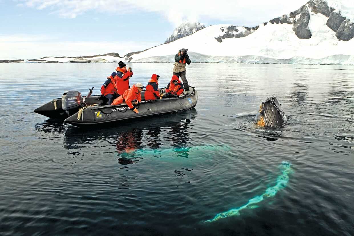 Large RGB-Lindblad Expeditions-Antarctica AA284.jpg