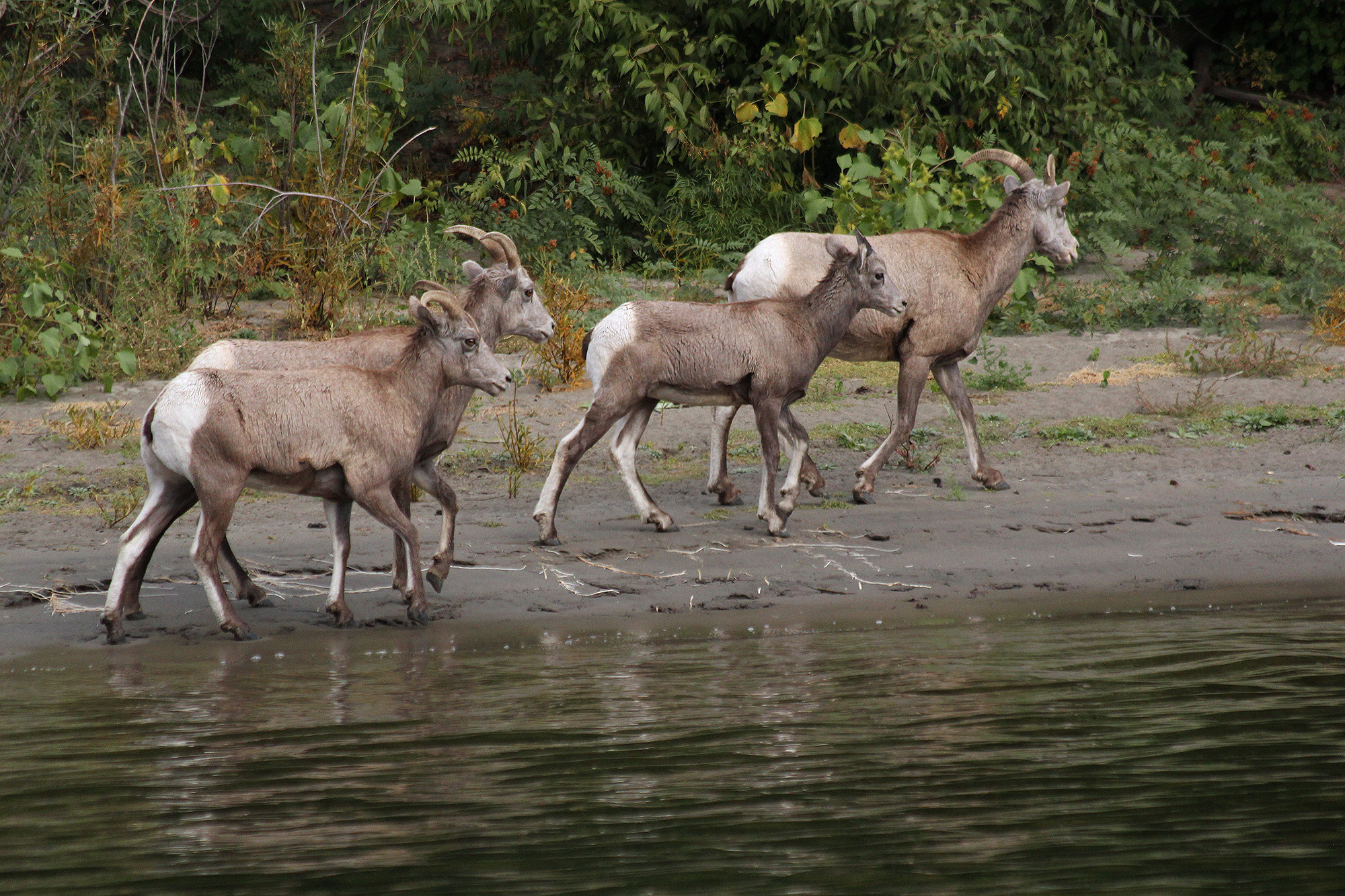 Big Horn Sheep.jpg