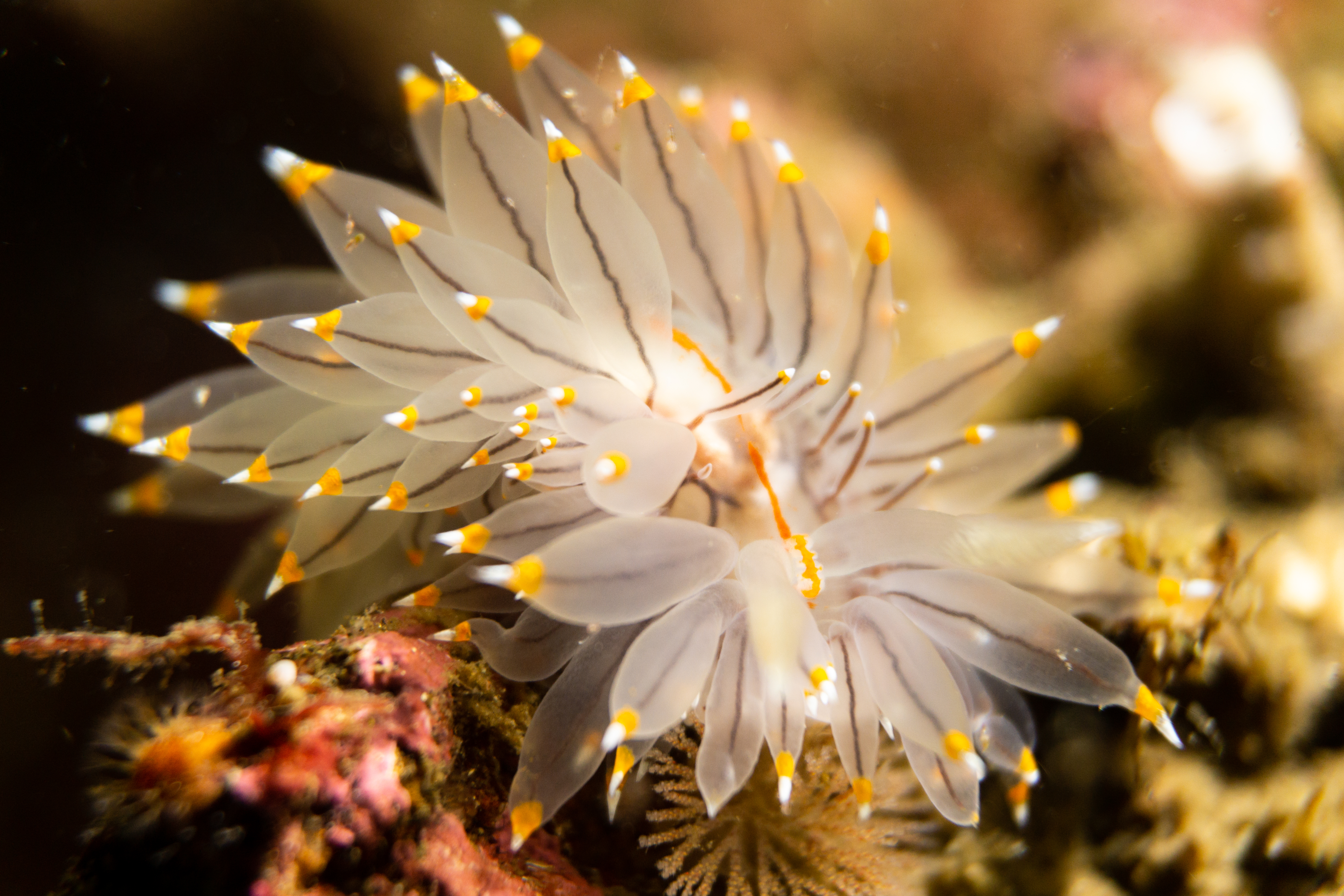 Orange and White Tip Nudibranch-180903.jpg