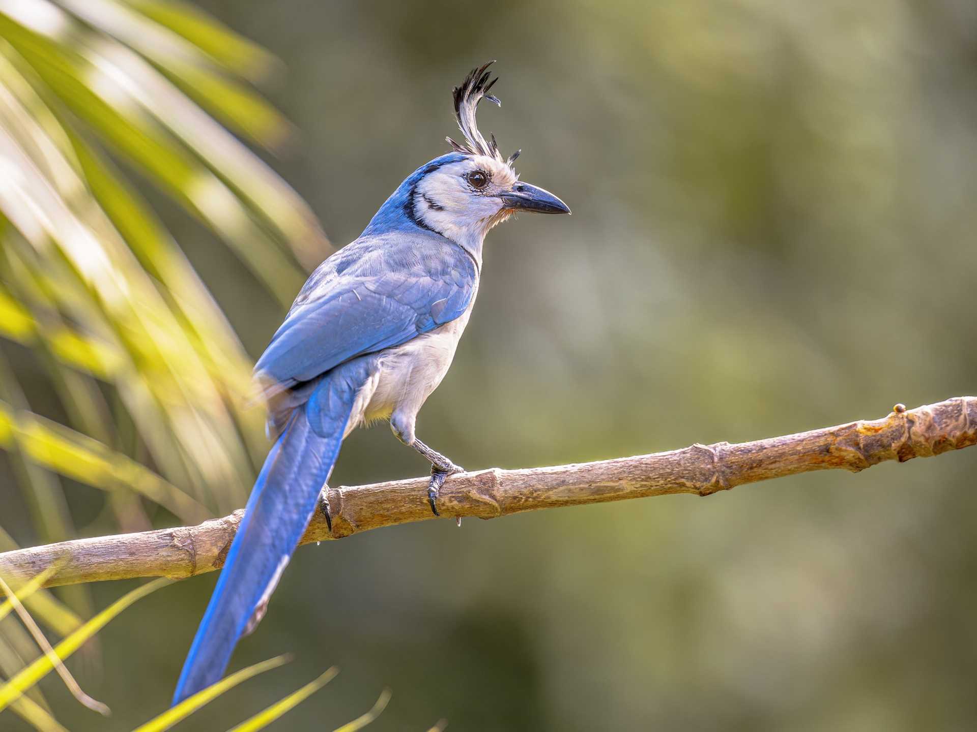 A White-throated Magpie-Jay perches on a branch in Rincón de la Vieja National Park.