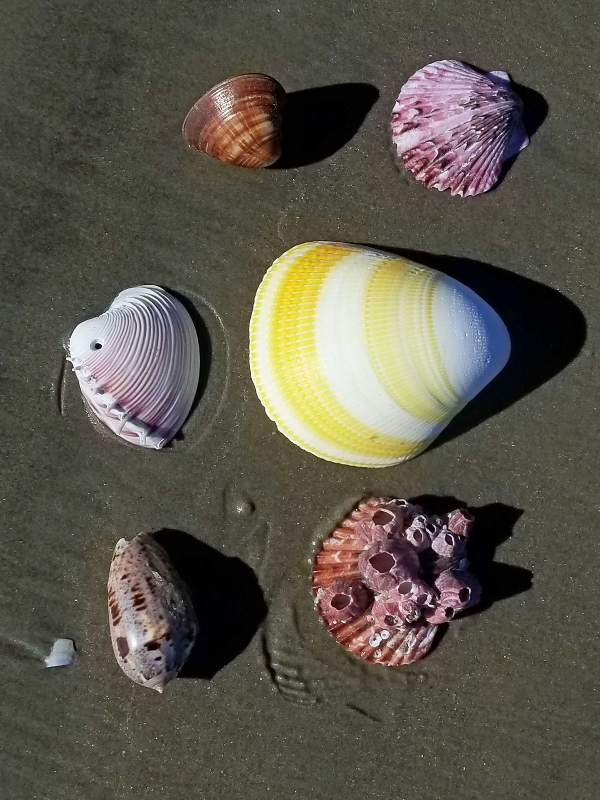 seashells