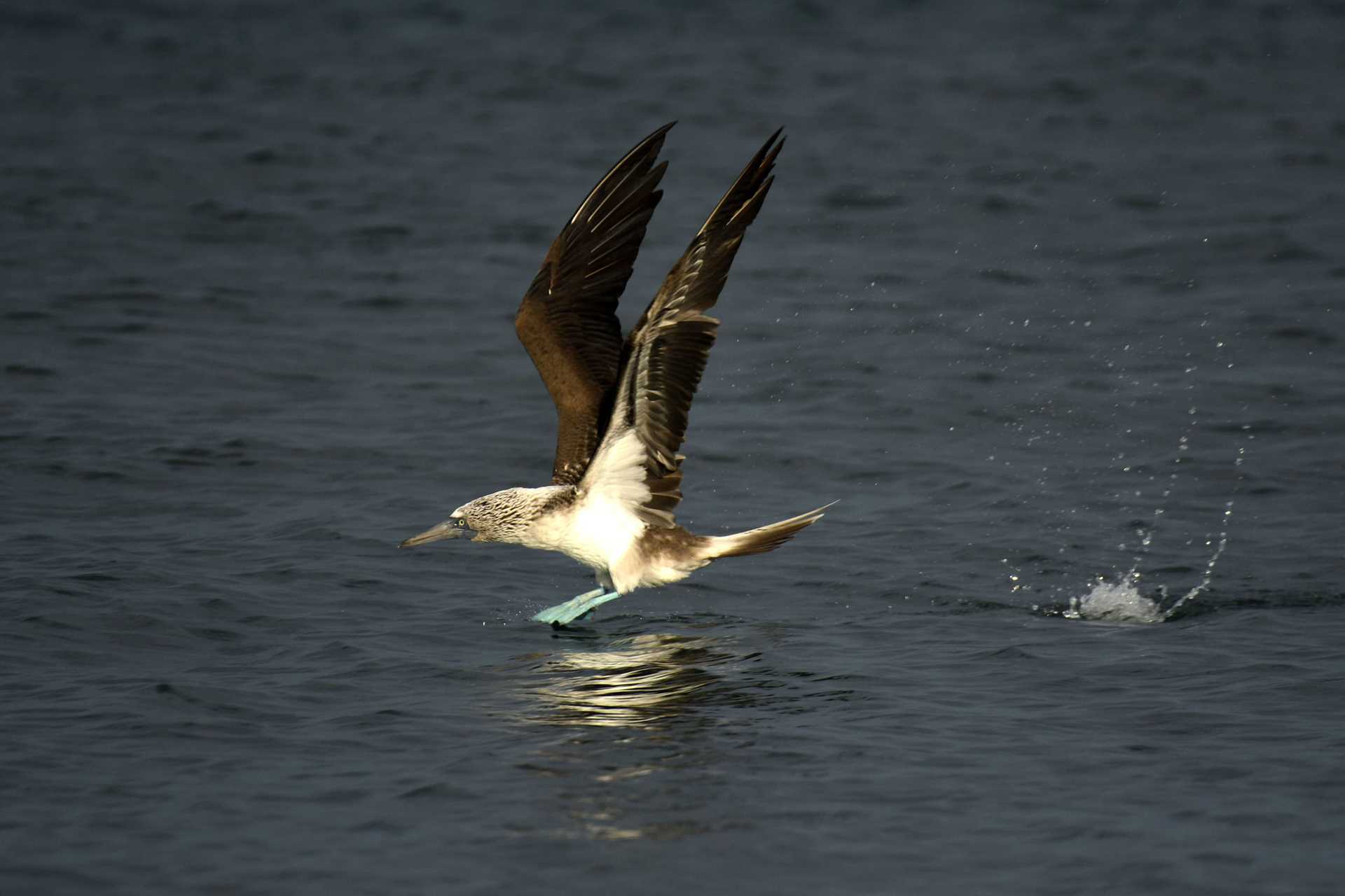 a blue-footed booby taking off from the water