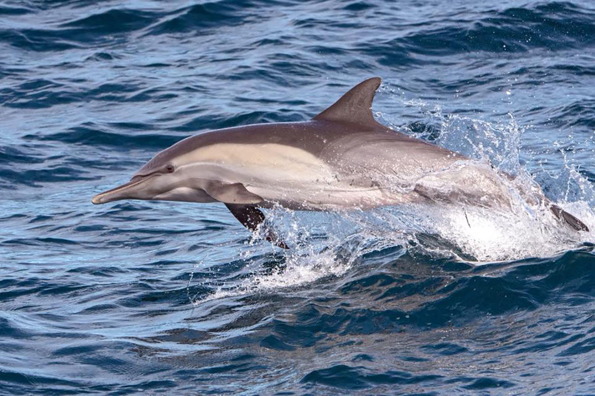 dolphin_1200.jpg