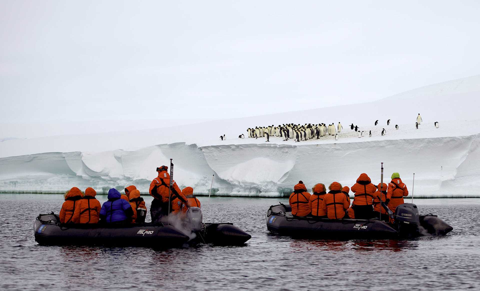 emperor penguins