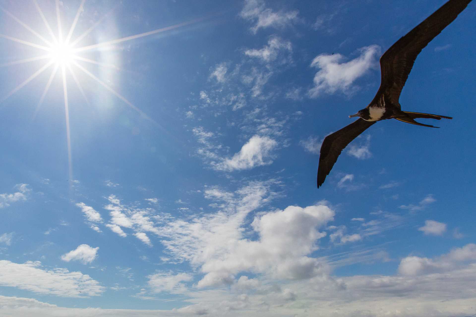 A great frigatebird flying.