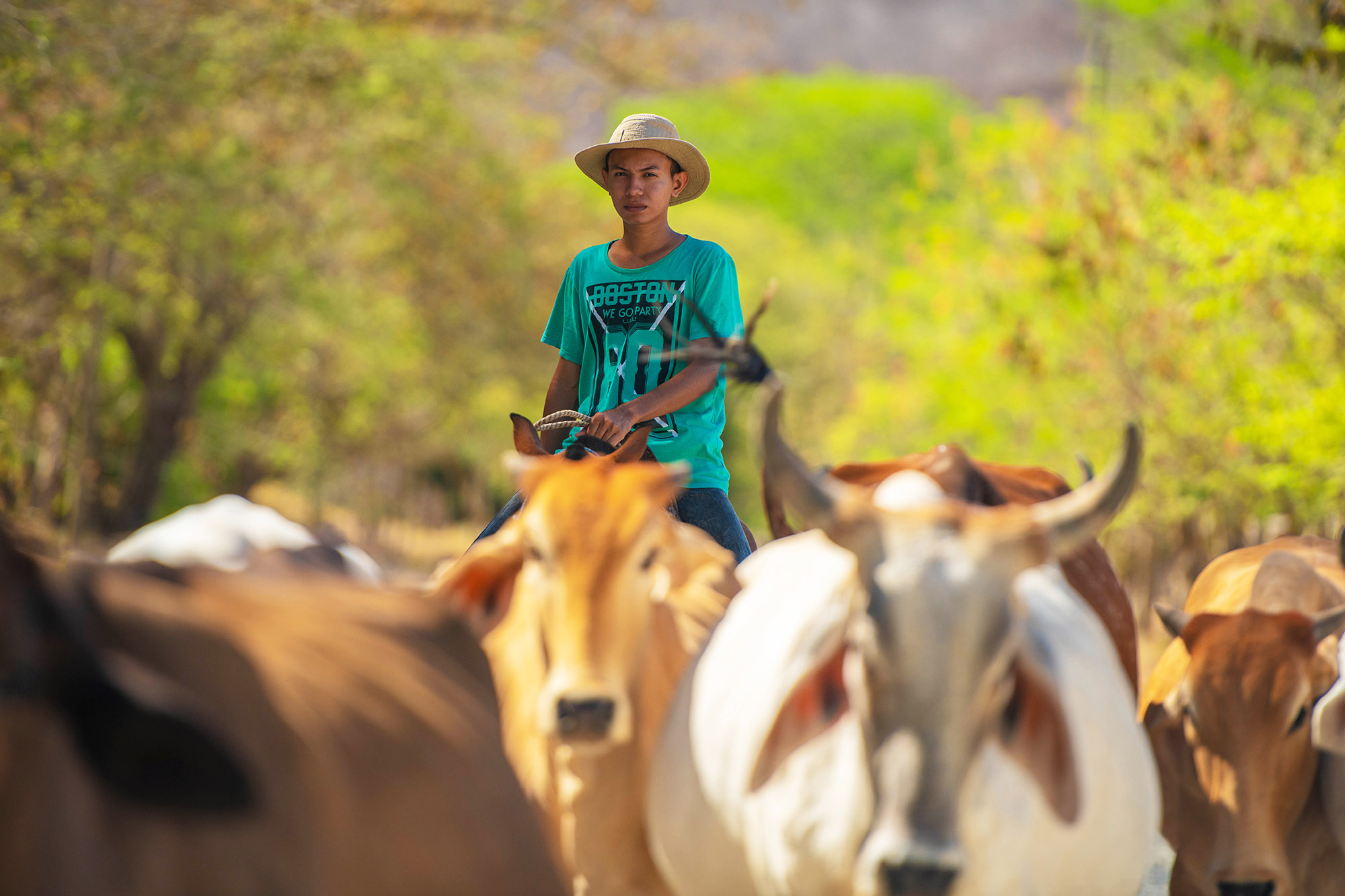 Sabanero_Guanacaste.jpg