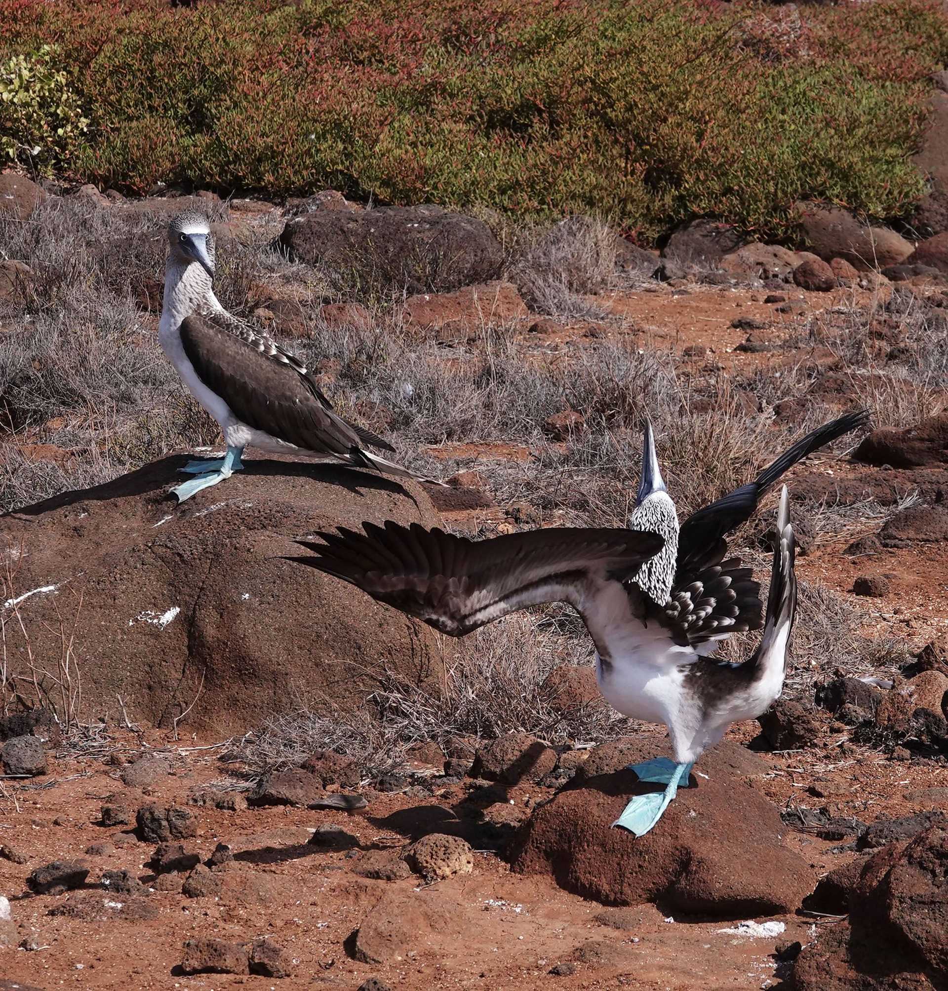 two blue-footed boobies