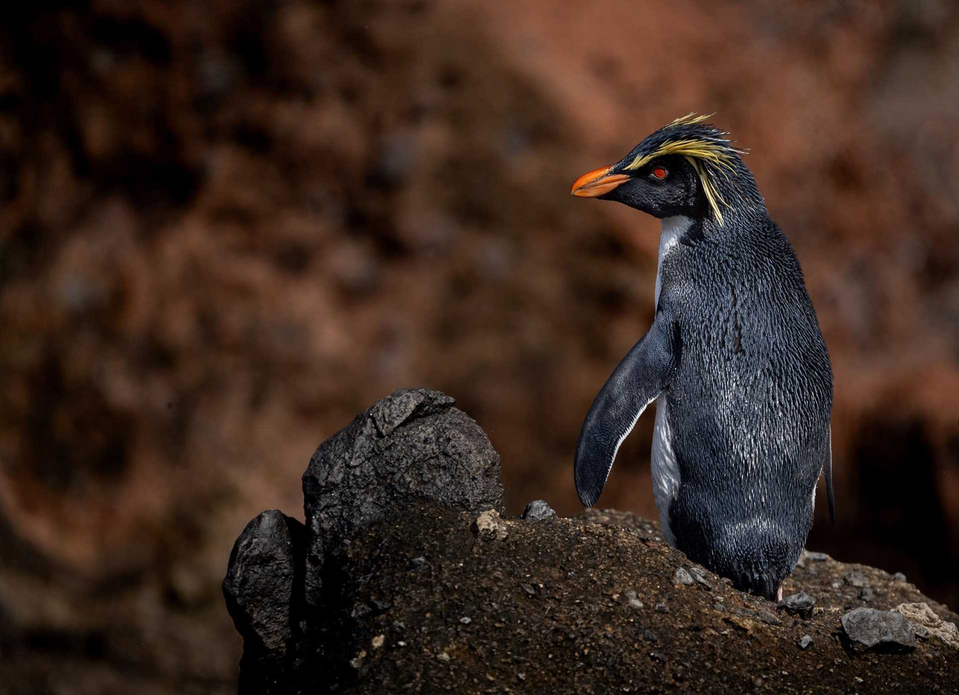 rockhopper penguin