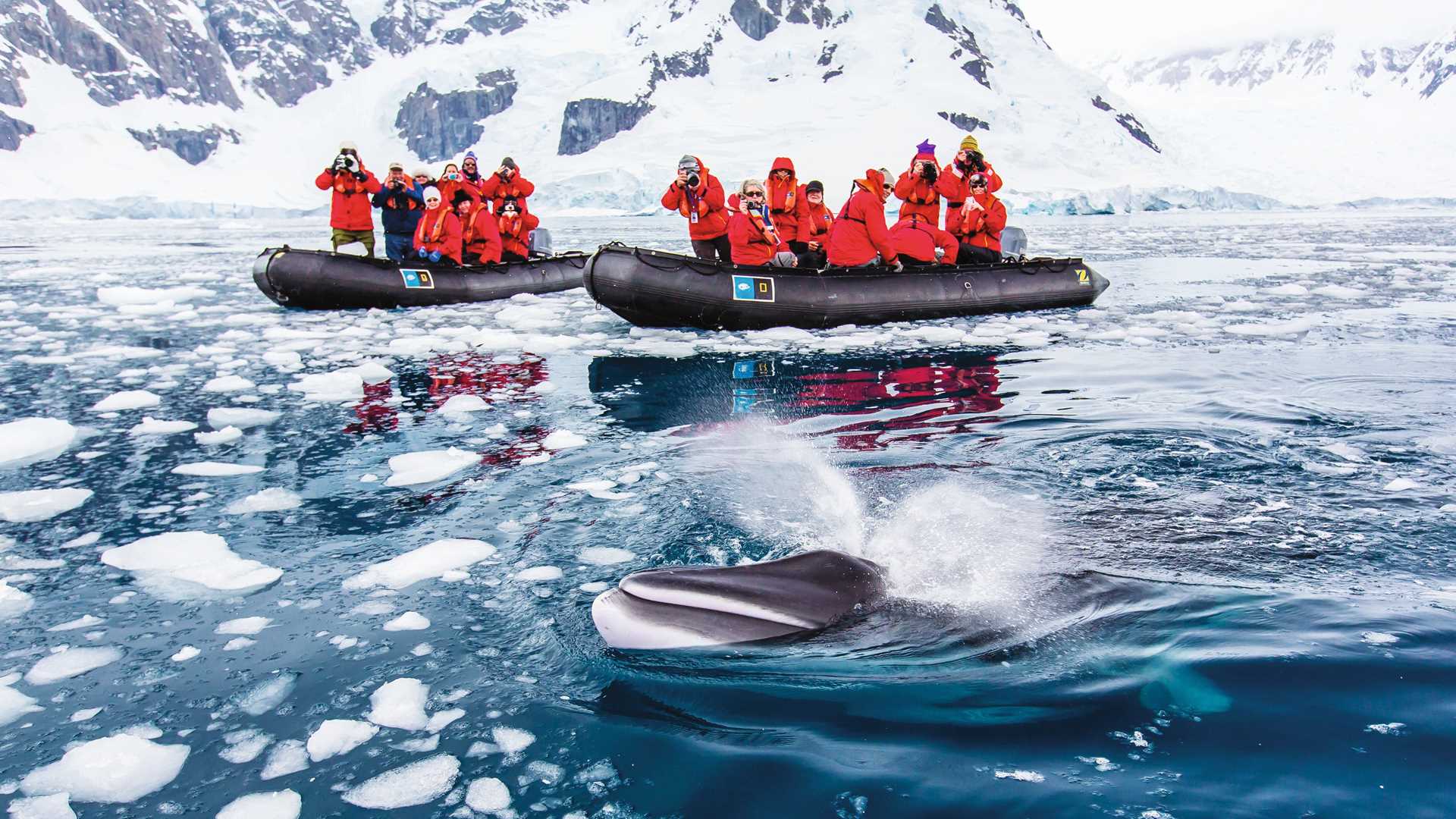 Guests in Zodiacs photograph a minke whale